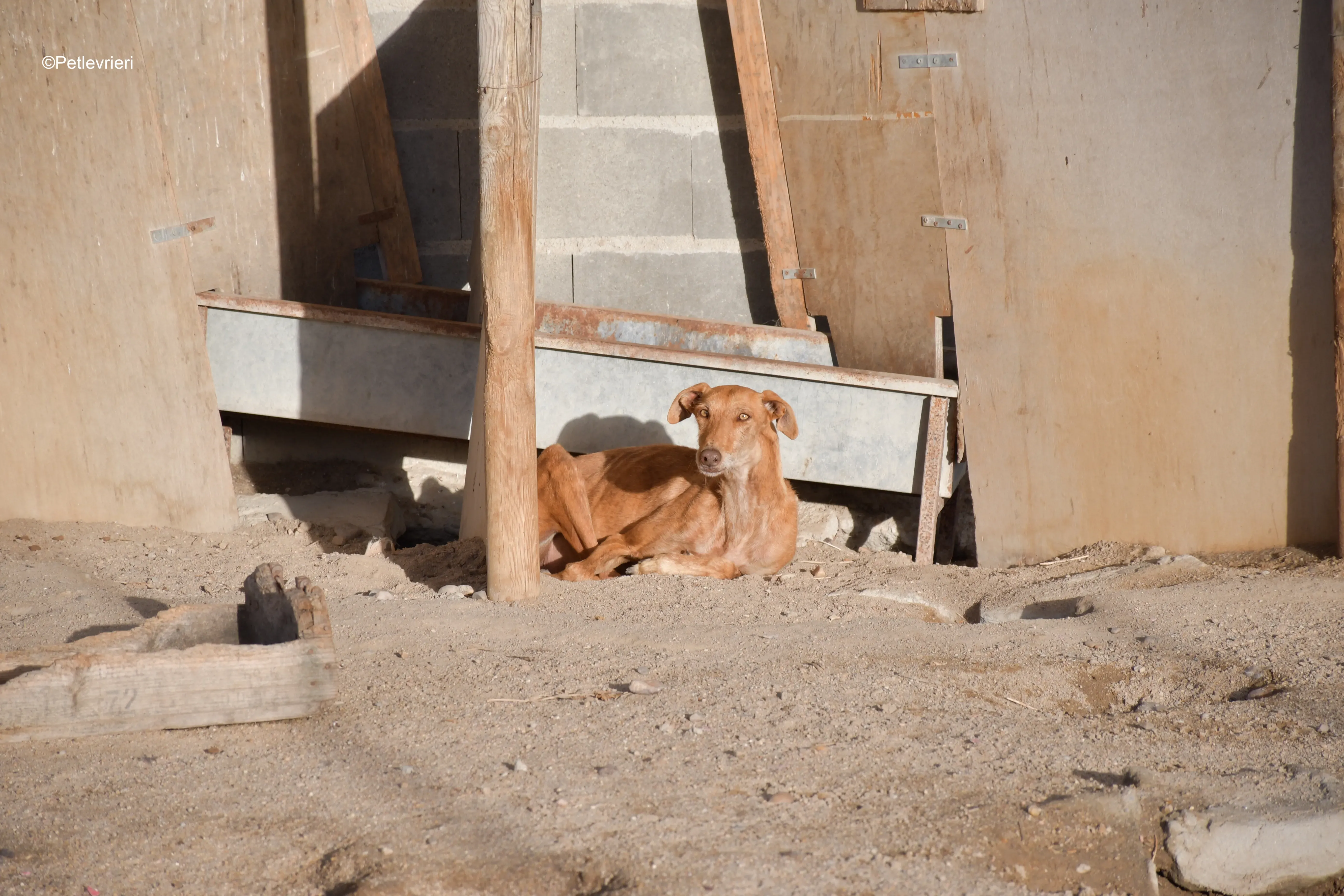 naomi adozione levrieri galgo 9