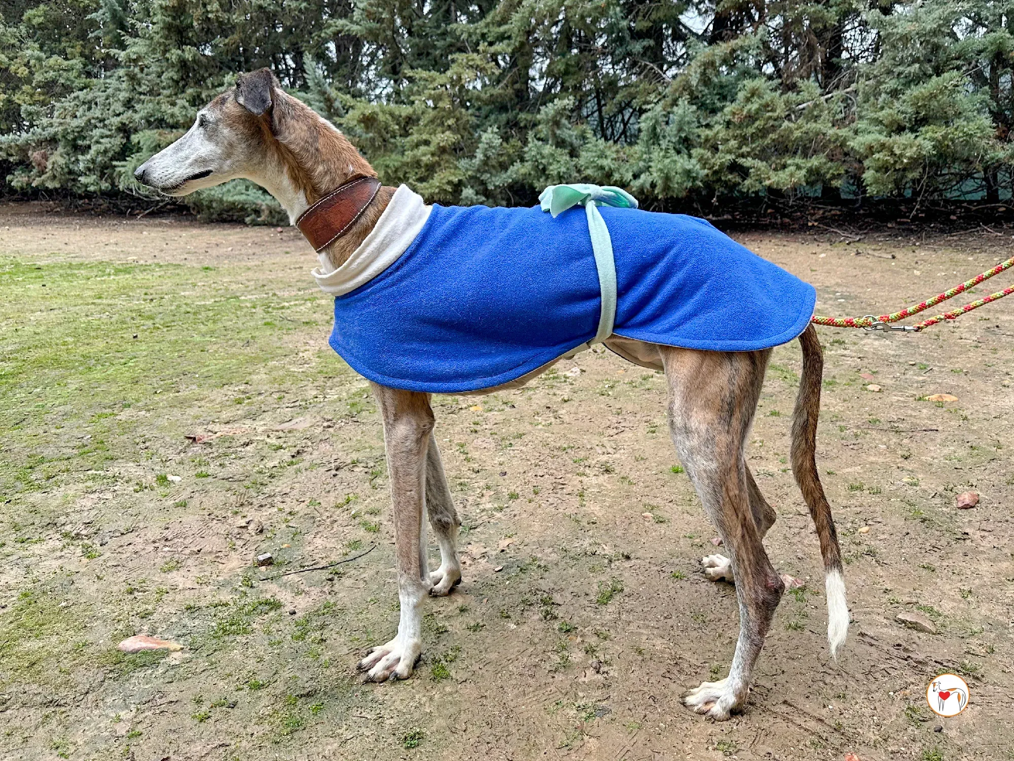 narciso galgo adozione 01