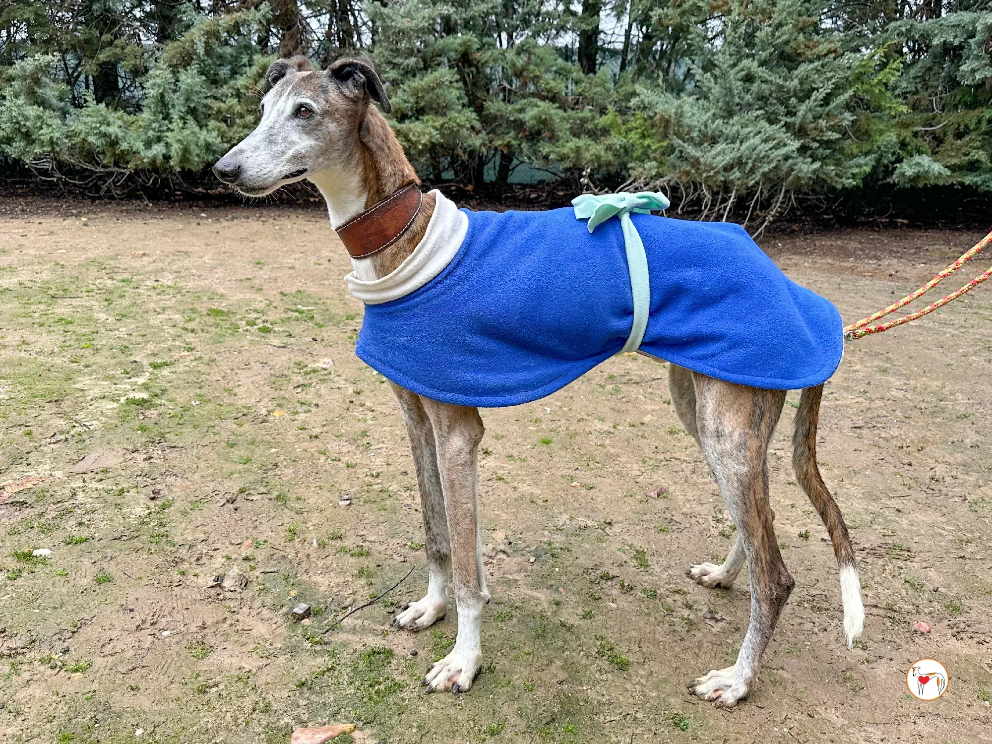 narciso galgo adozione 02