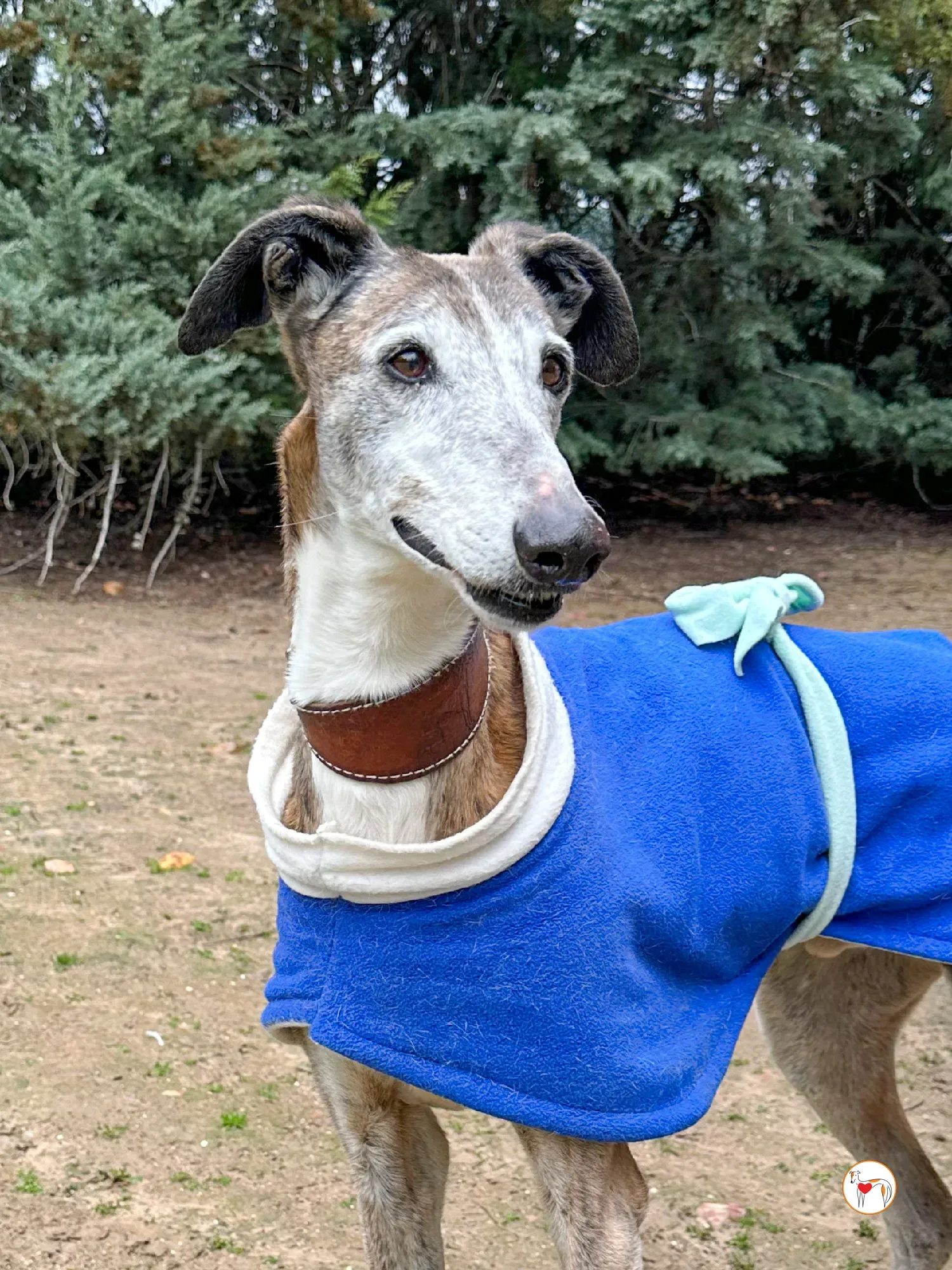 narciso galgo adozione 03