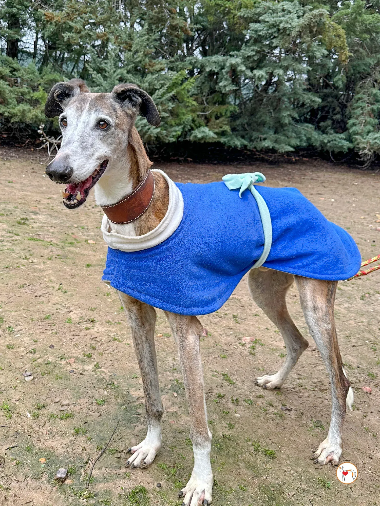 narciso galgo adozione 04