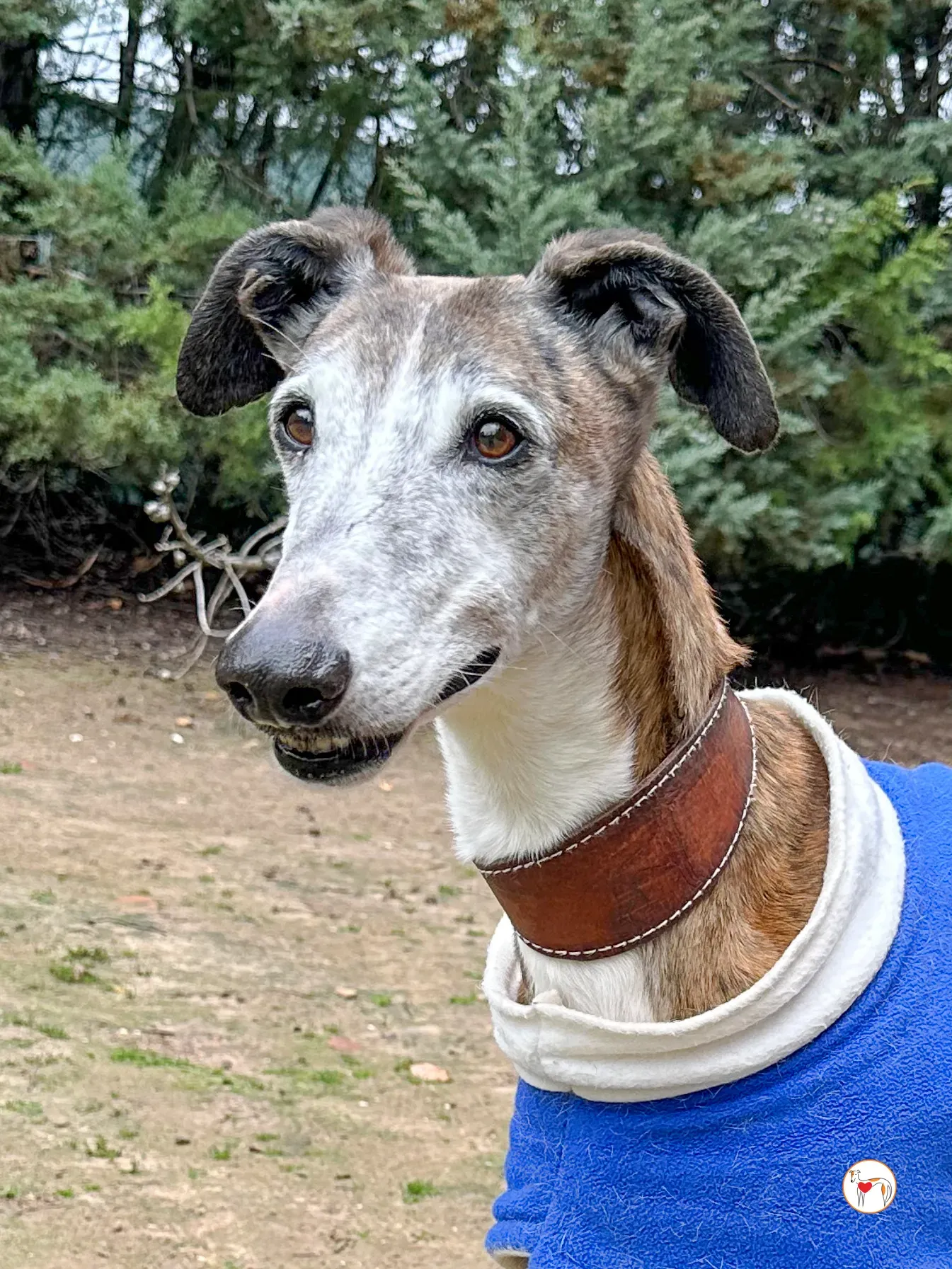 narciso galgo adozione 05