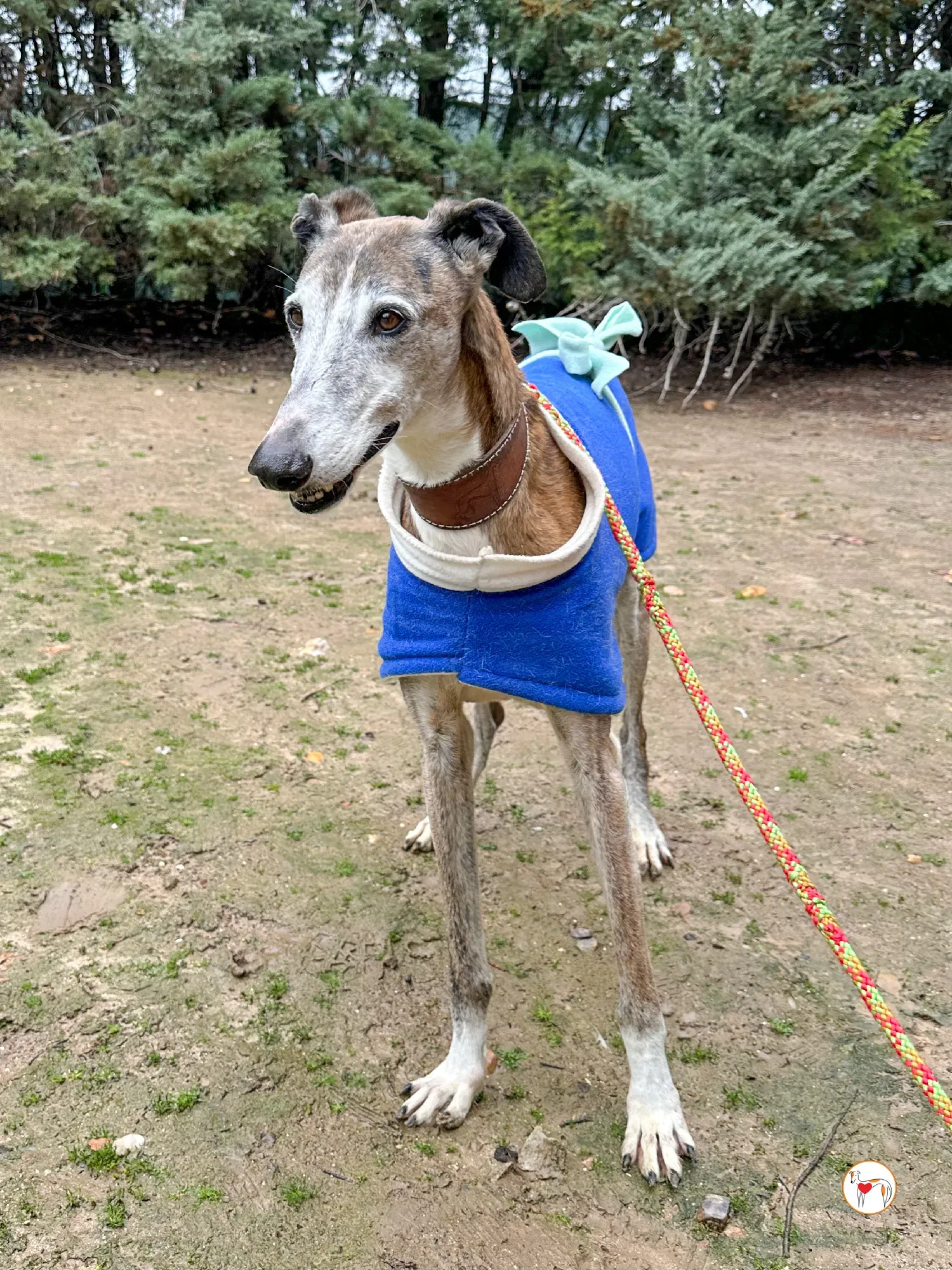 narciso galgo adozione 06