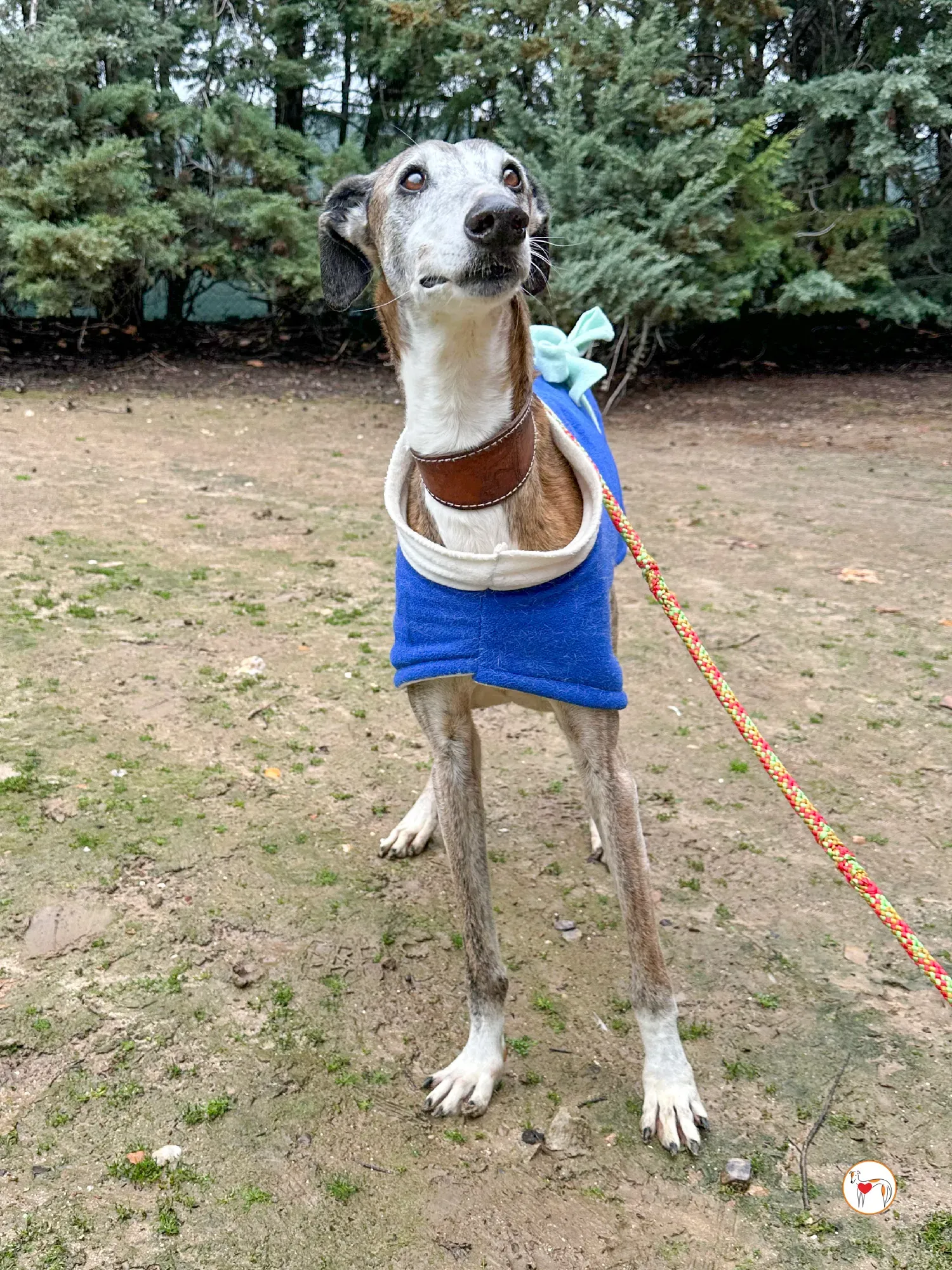 narciso galgo adozione 07