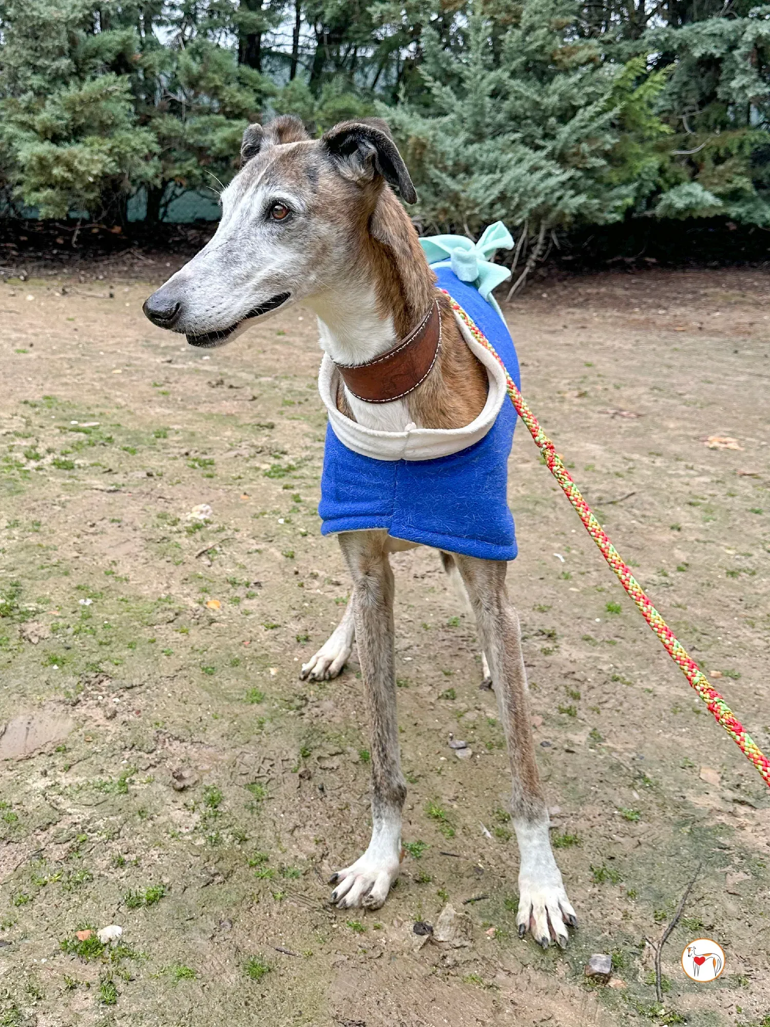 narciso galgo adozione 08