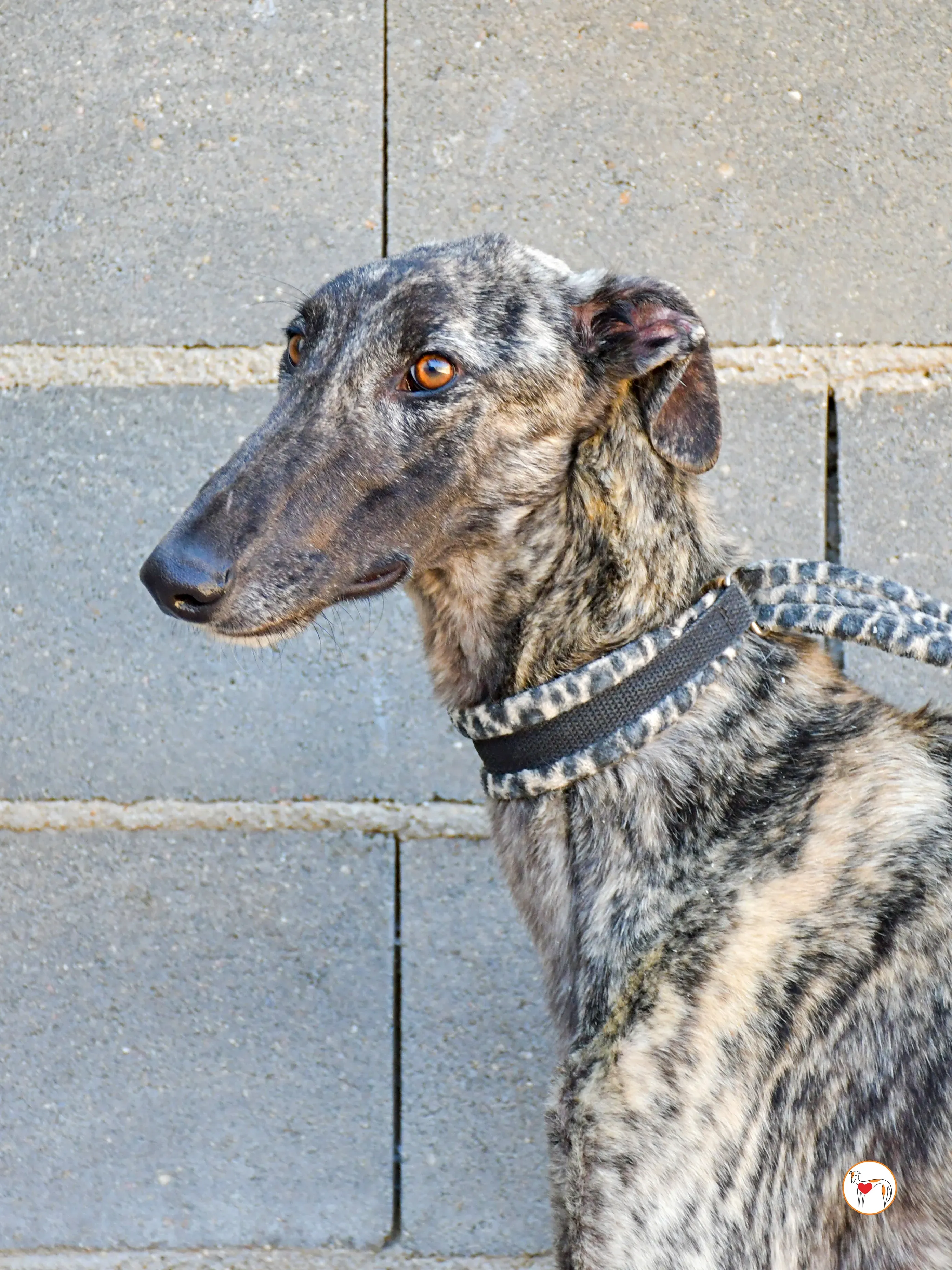 narciso galgo adozione 09