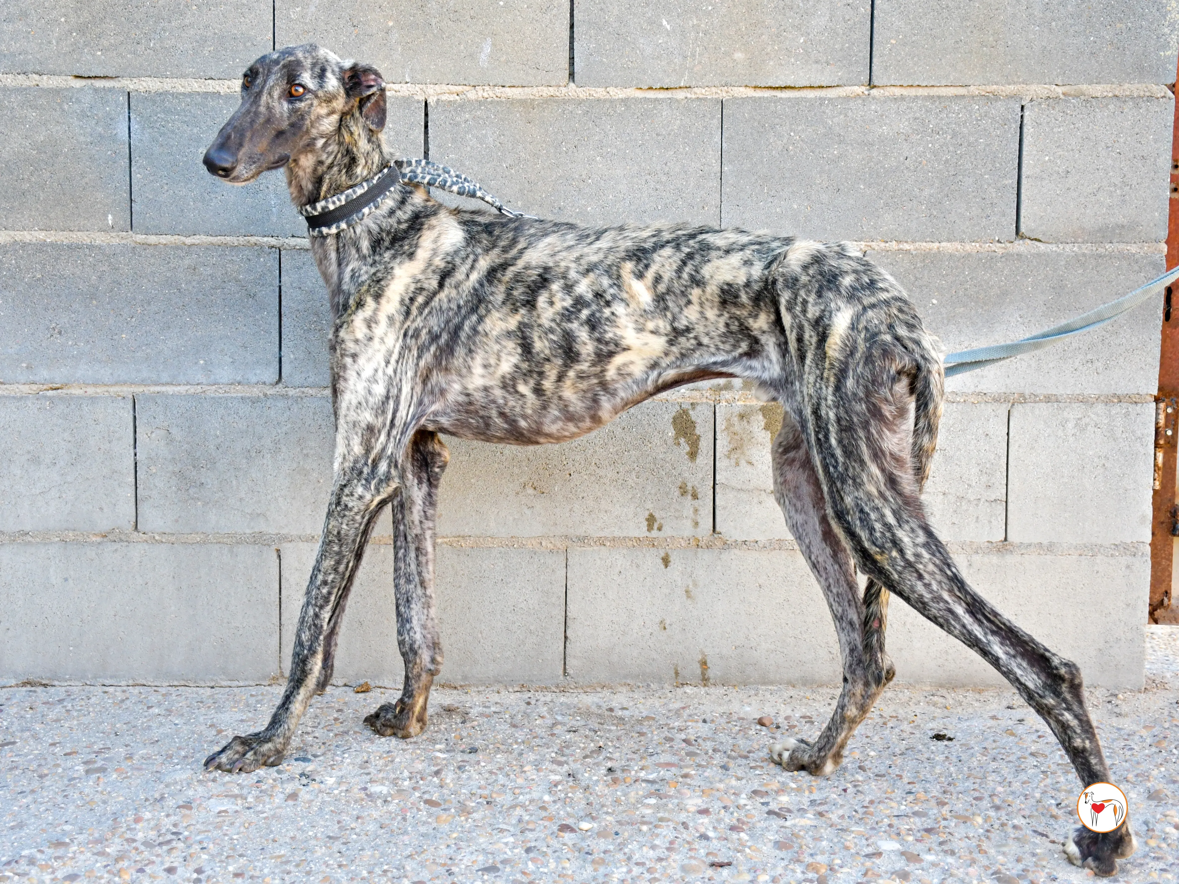 narciso galgo adozione 10