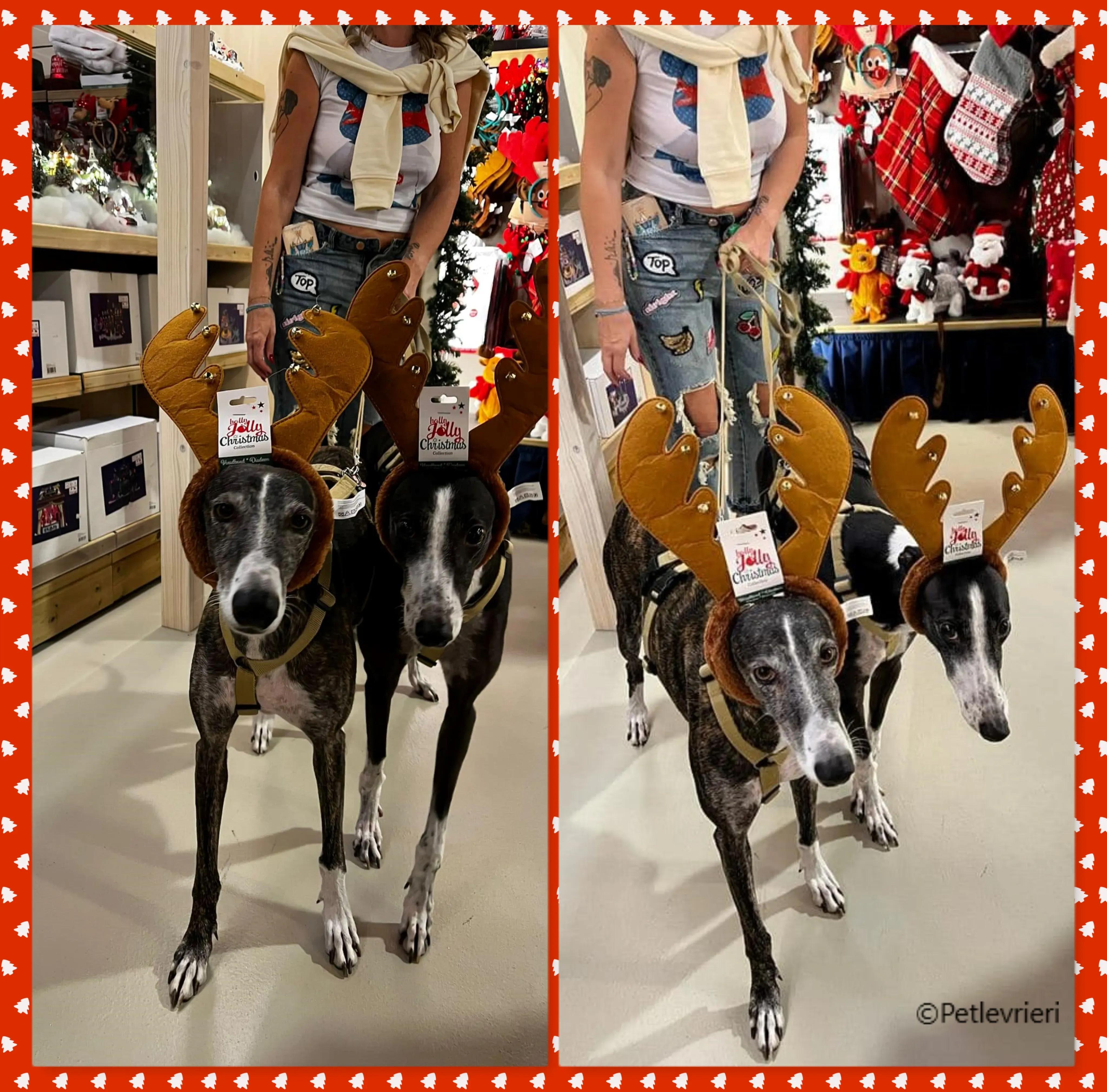 natale 2022 pet levrieri Ginnyrose Lenka