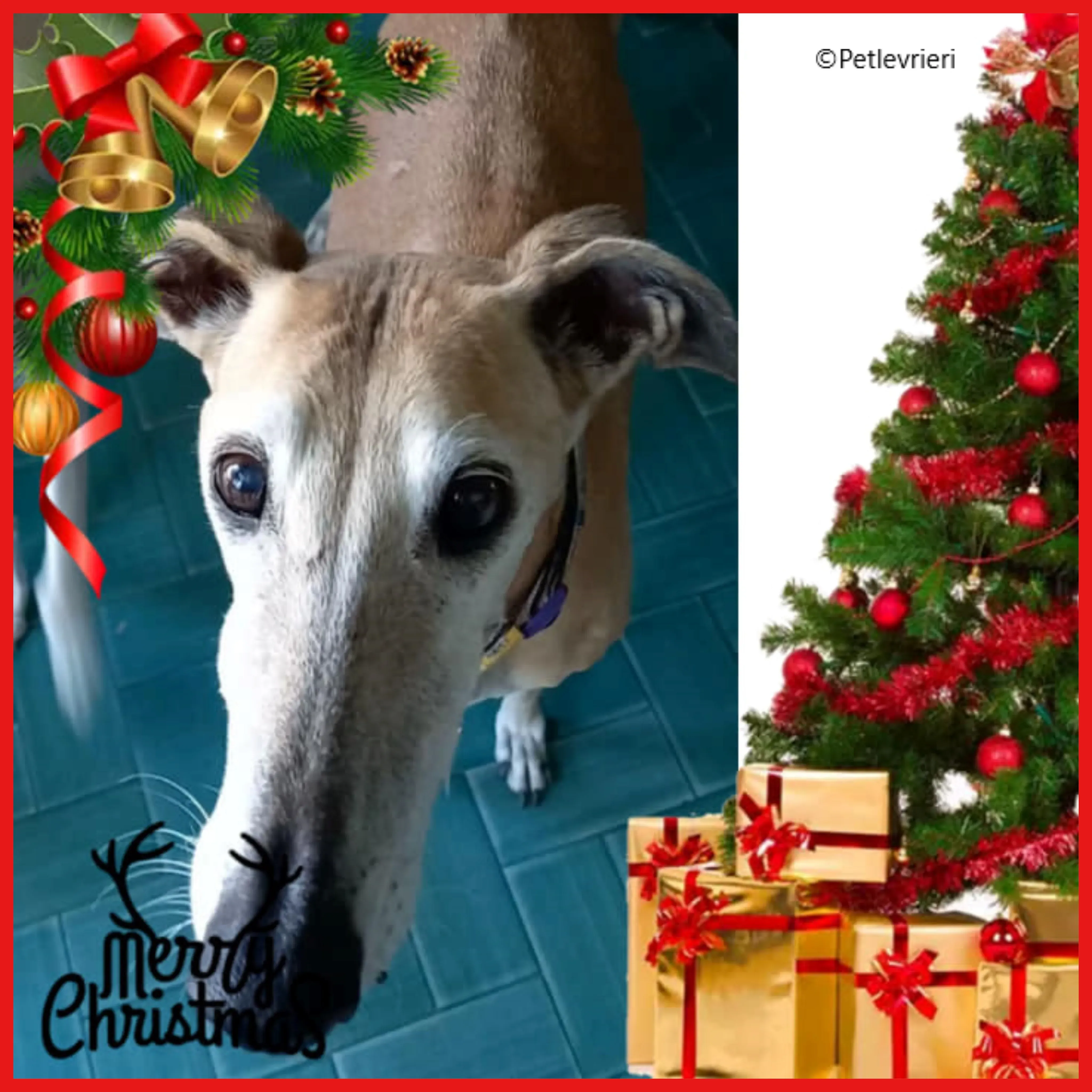 natale 2022 pet levrieri Rouge