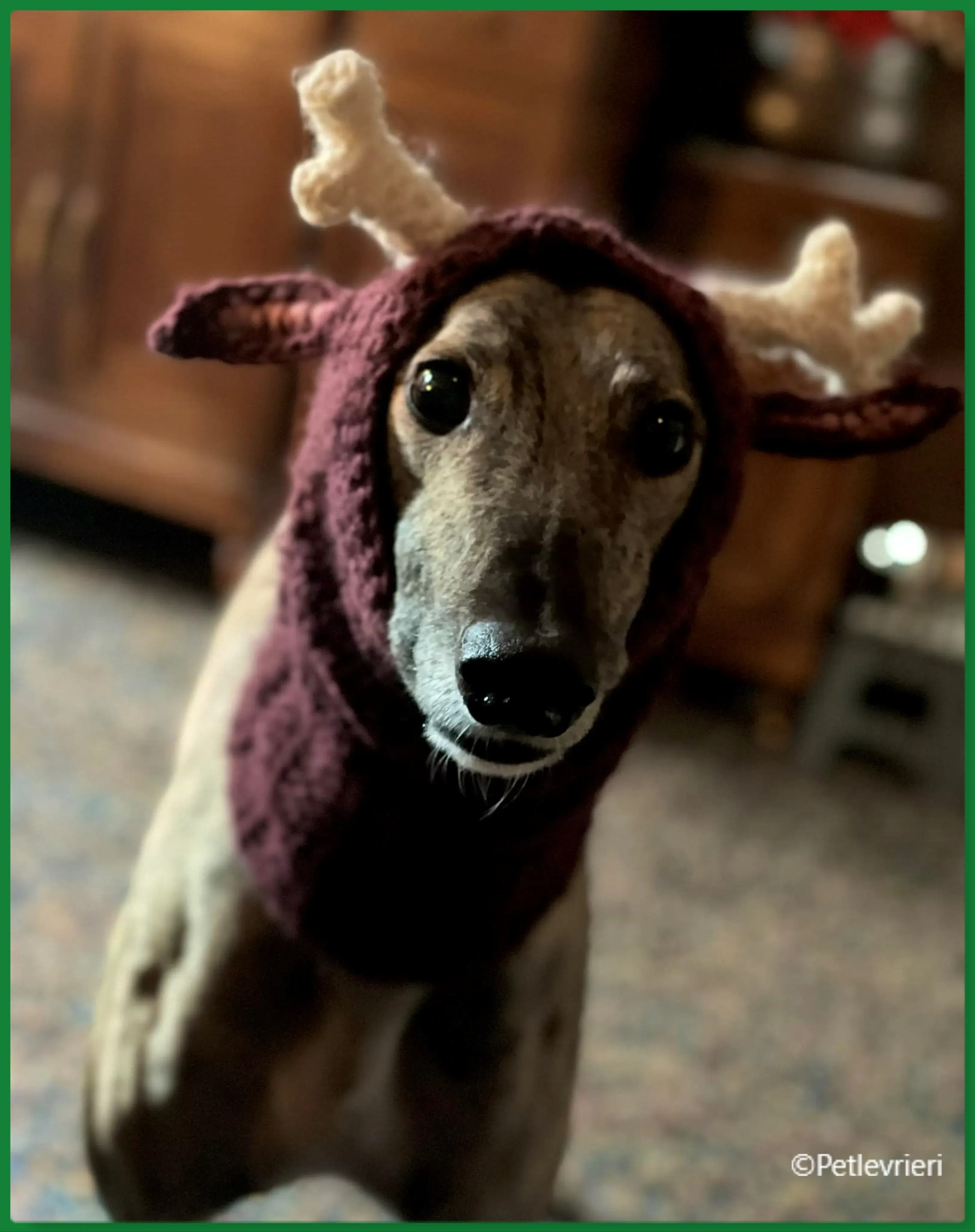 natale 2022 pet levrieri Rusty Rudolph