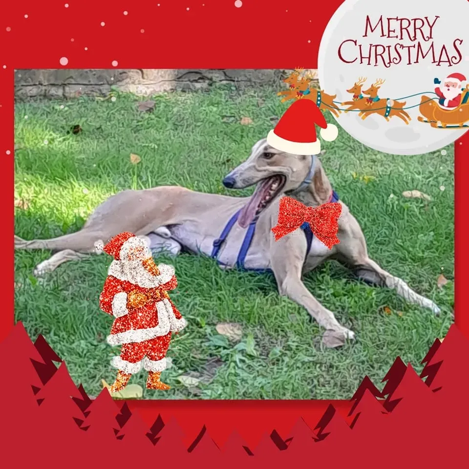 natale 2022 pet levrieri adrian