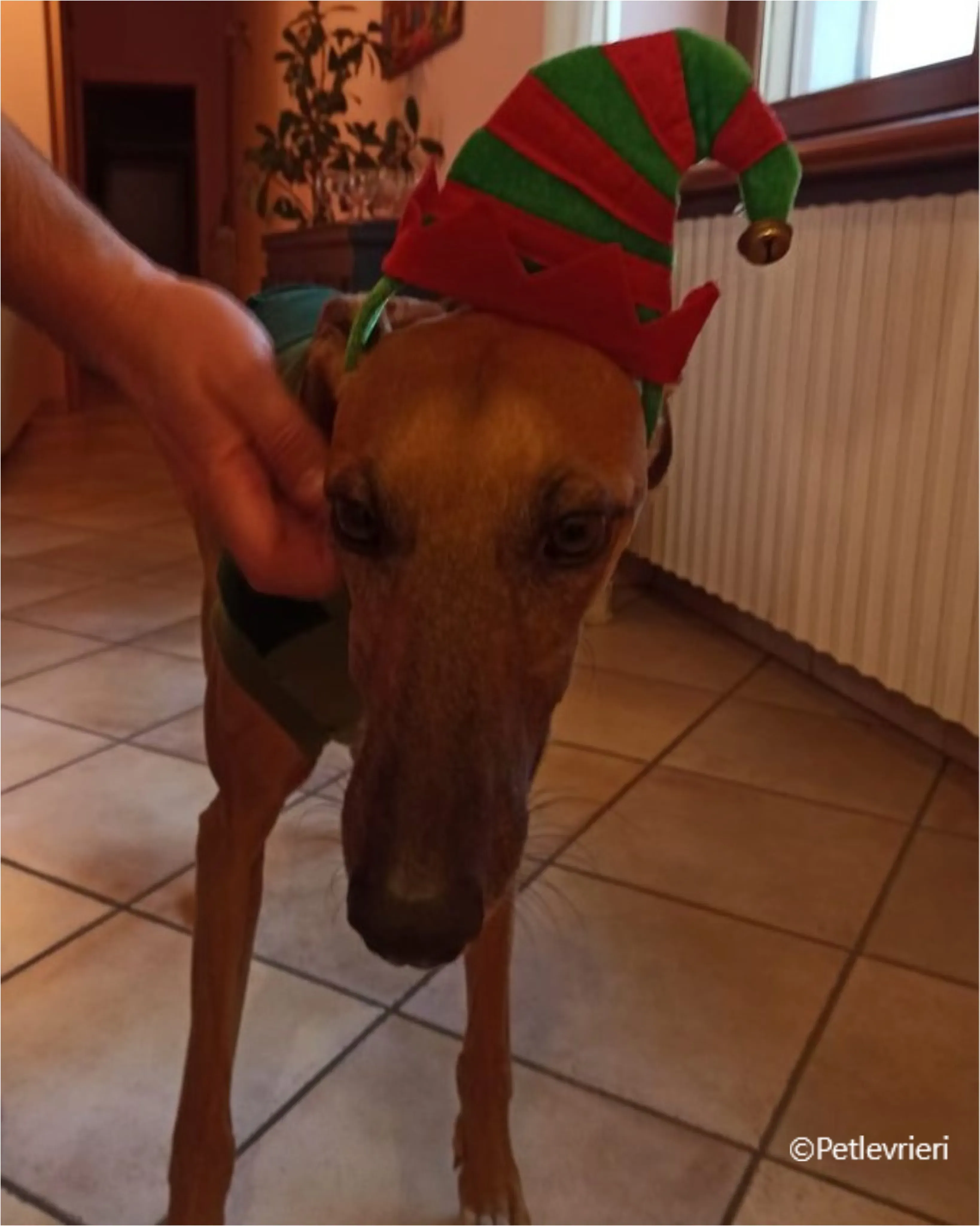 natale 2022 pet levrieri albert