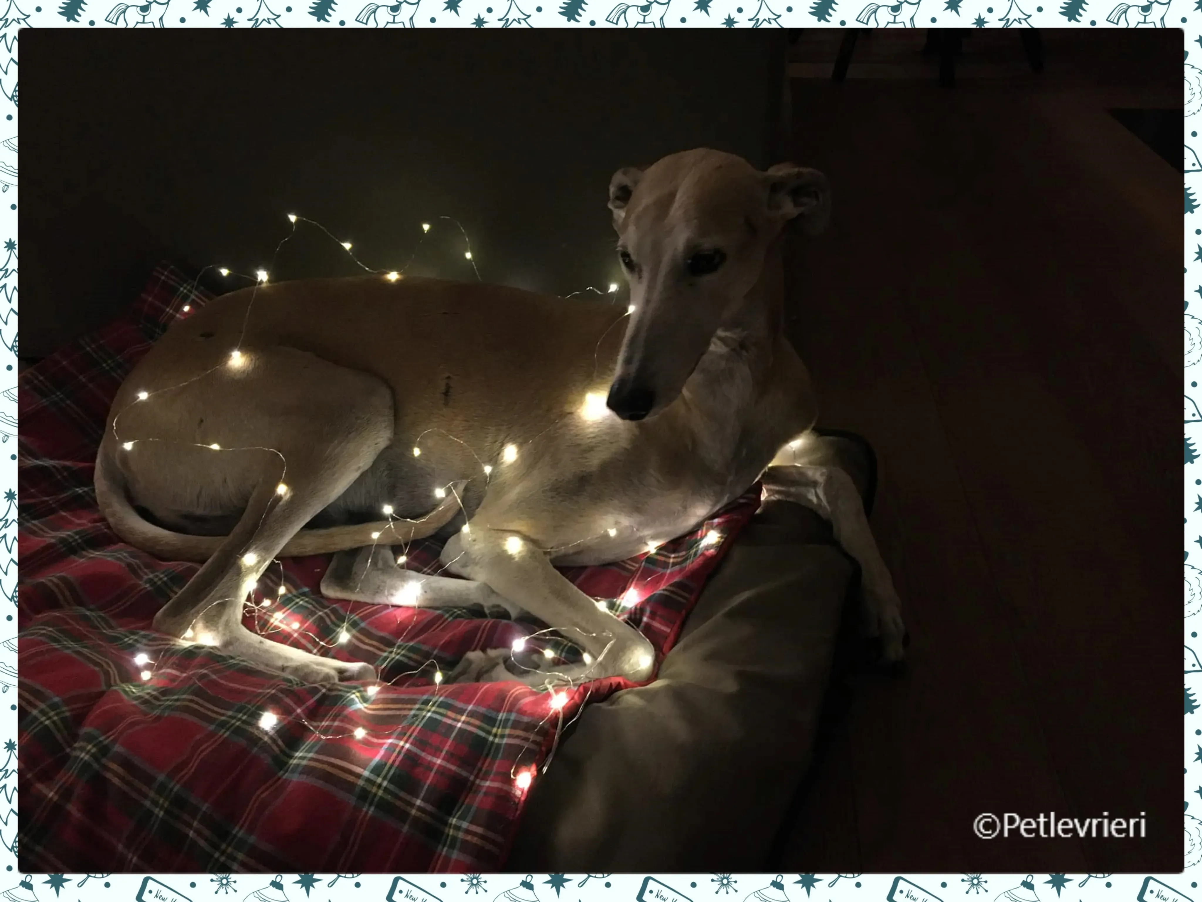 natale 2022 pet levrieri alex