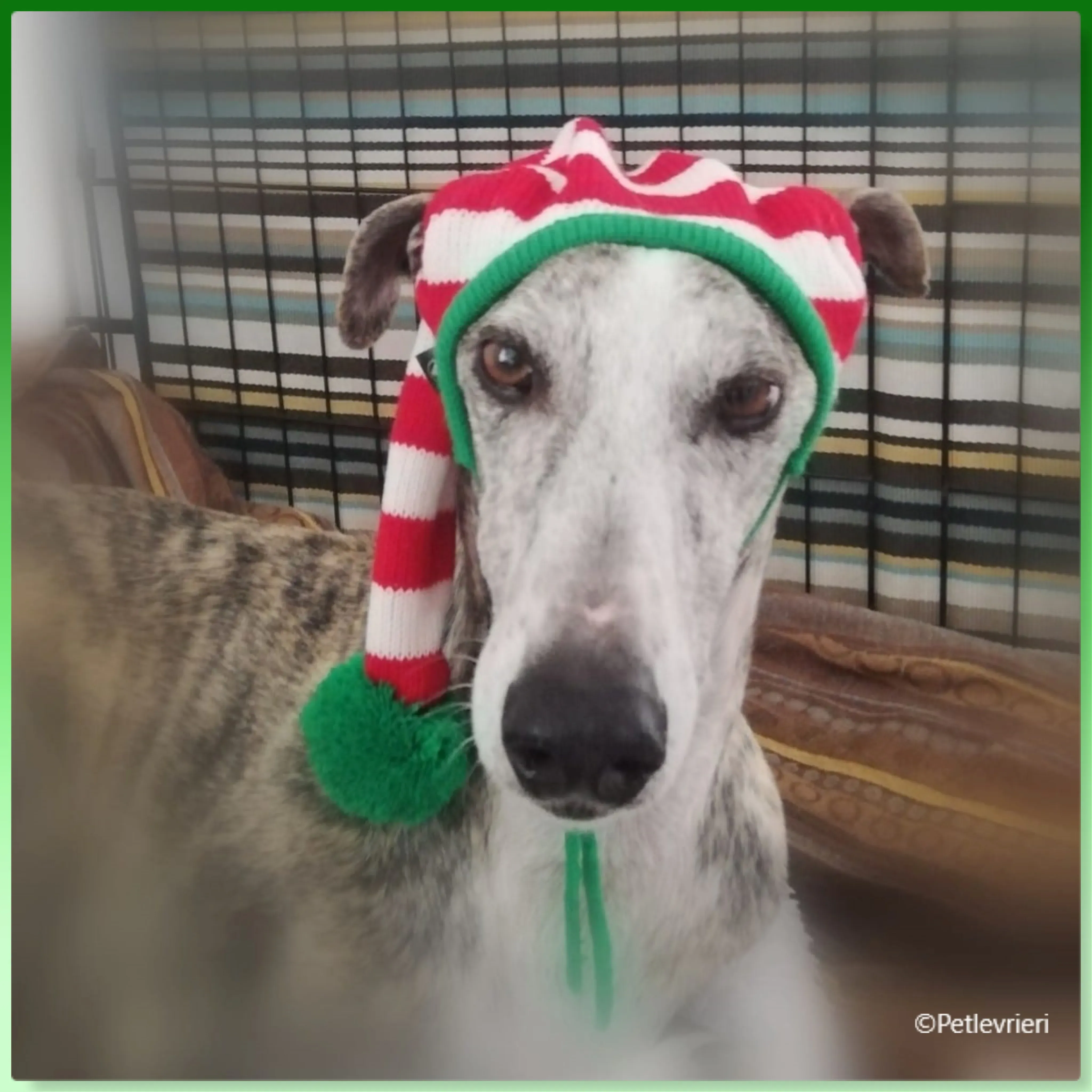 natale 2022 pet levrieri alicante