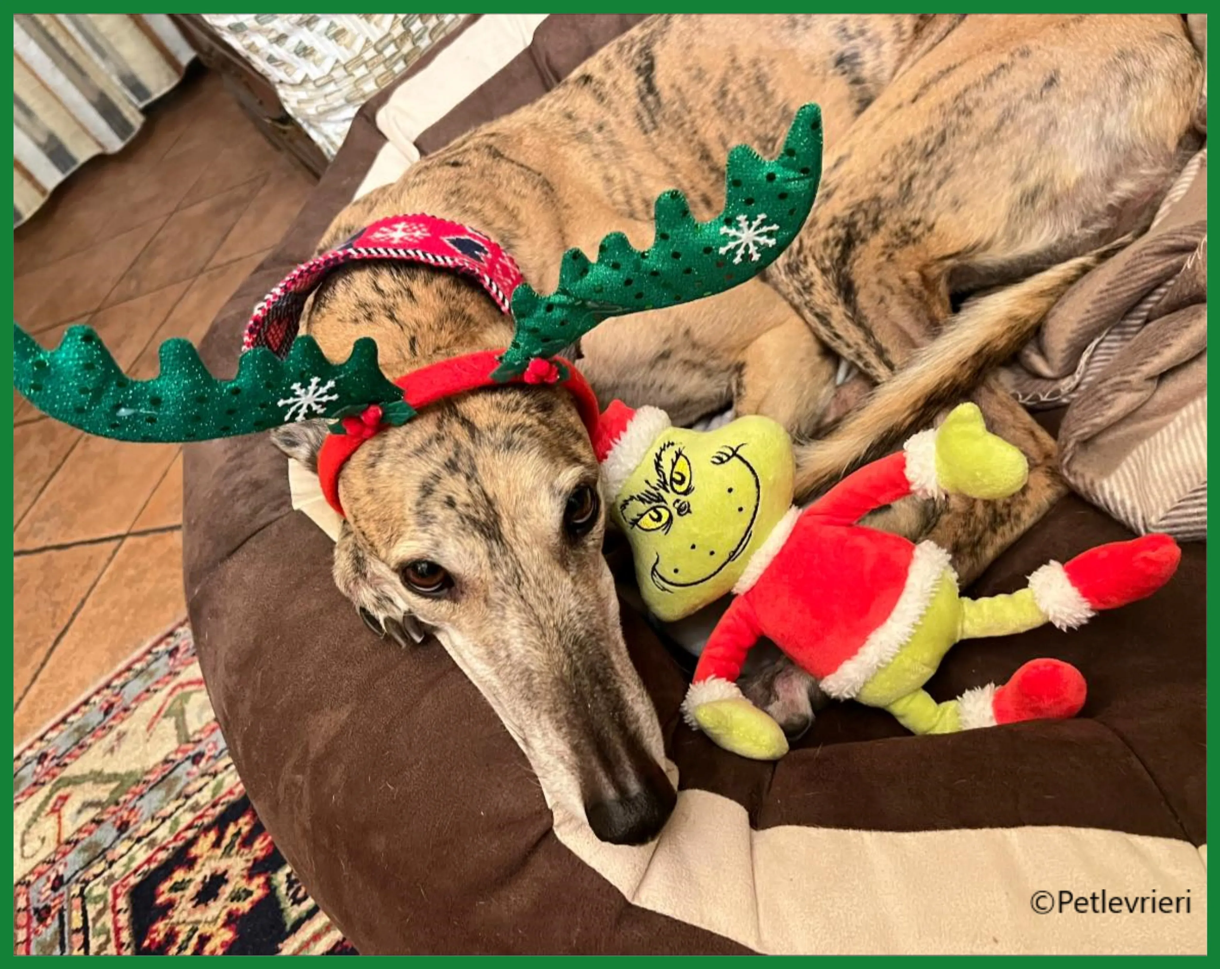 natale 2022 pet levrieri alice 1