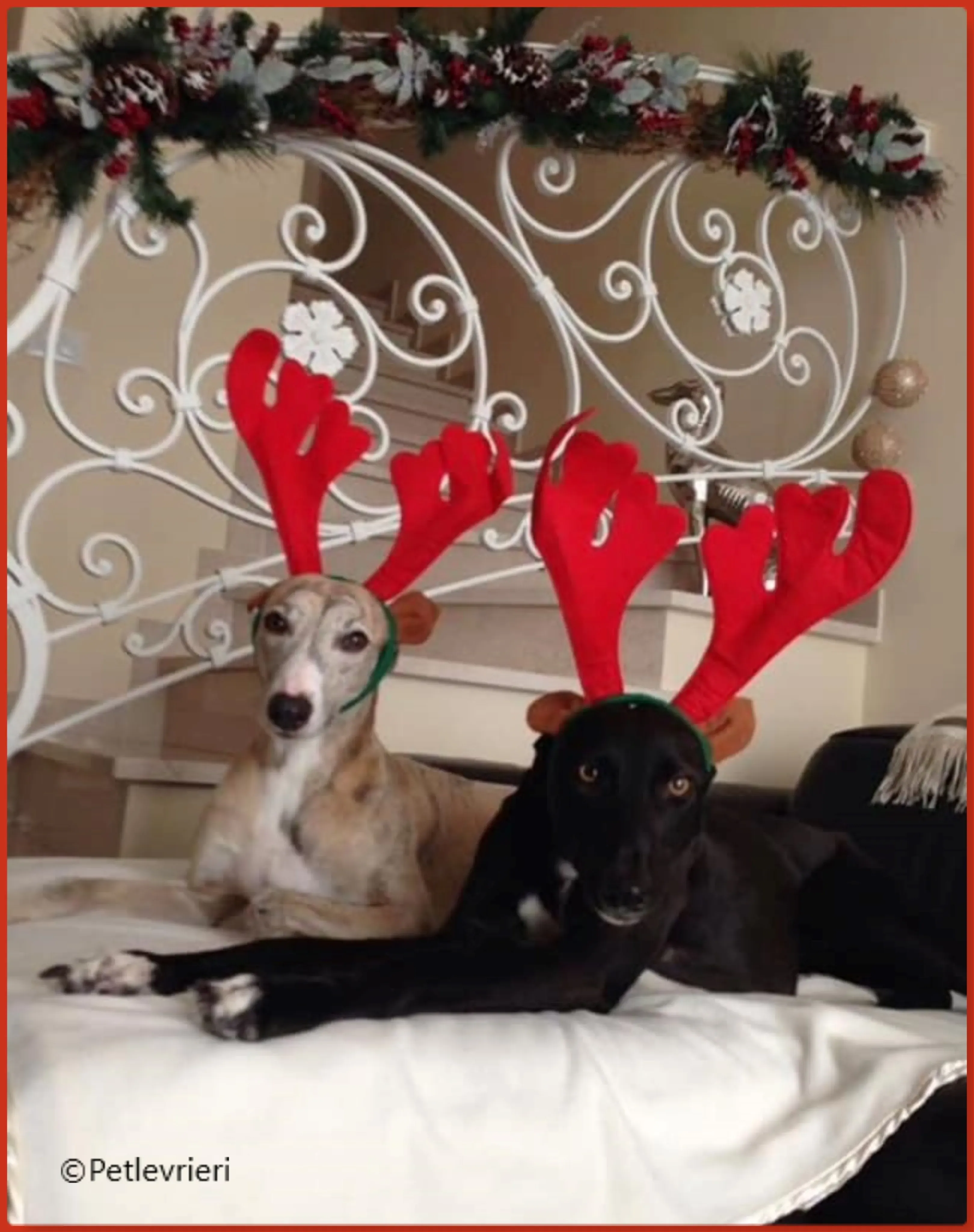natale 2022 pet levrieri alice hailare