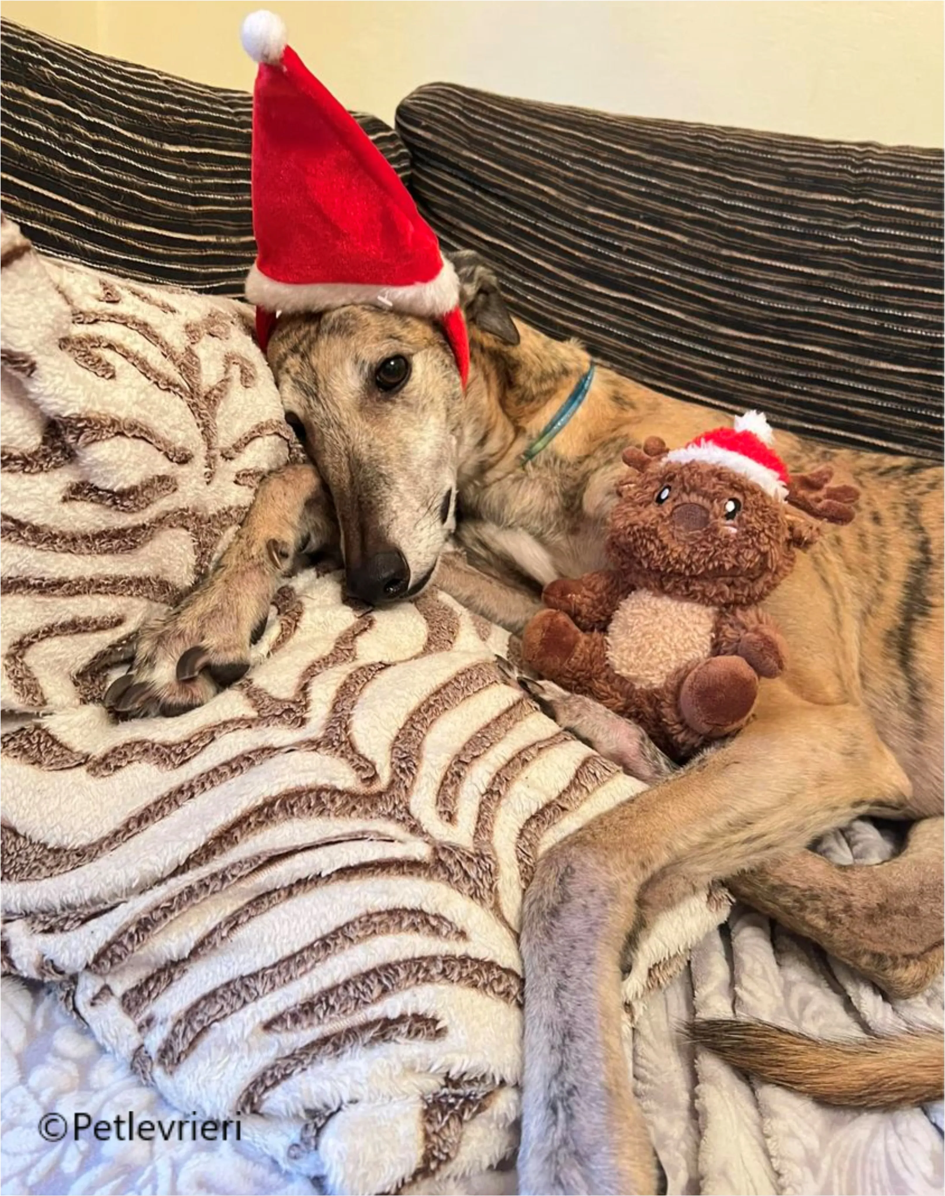 natale 2022 pet levrieri alice