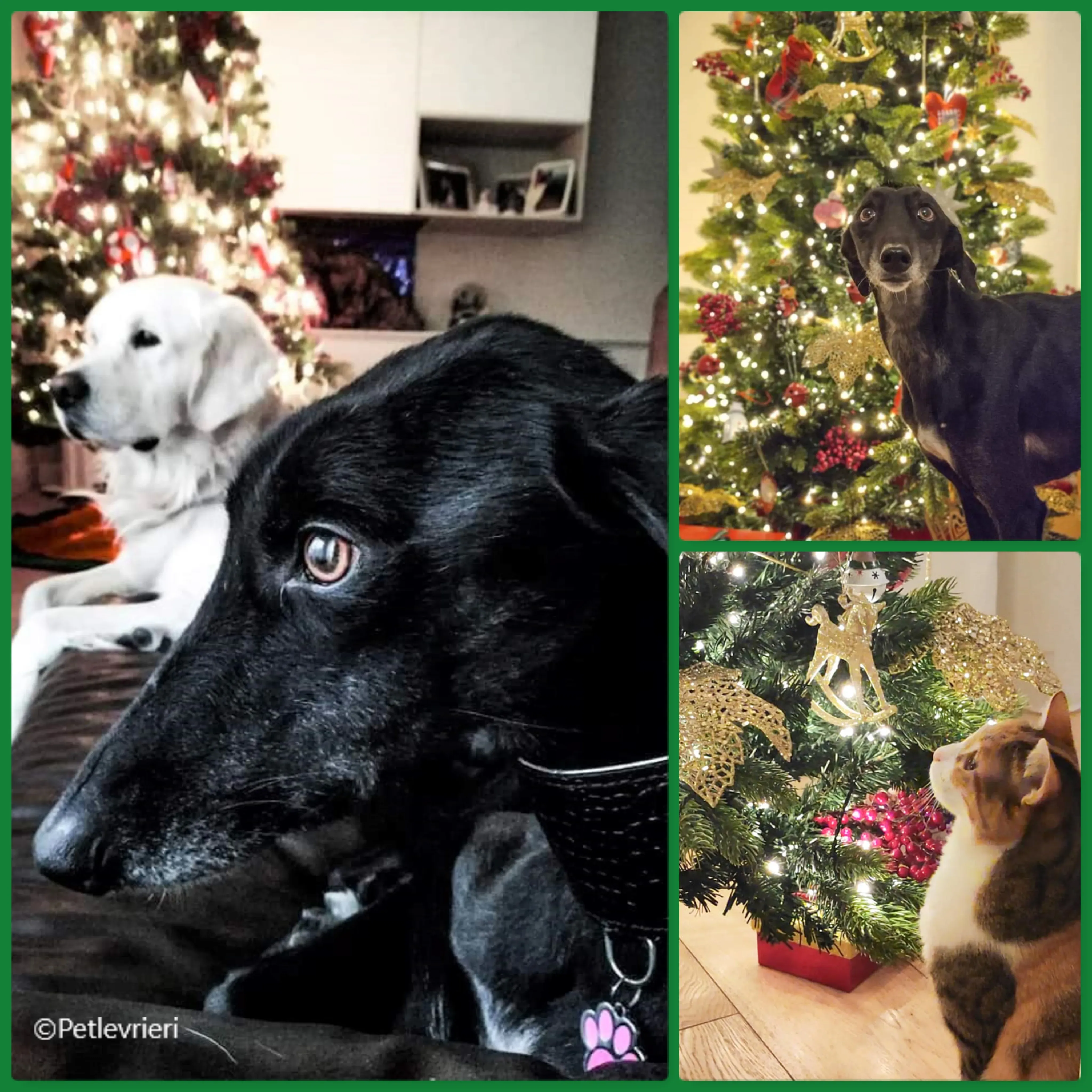 natale 2022 pet levrieri amelie heaven maia