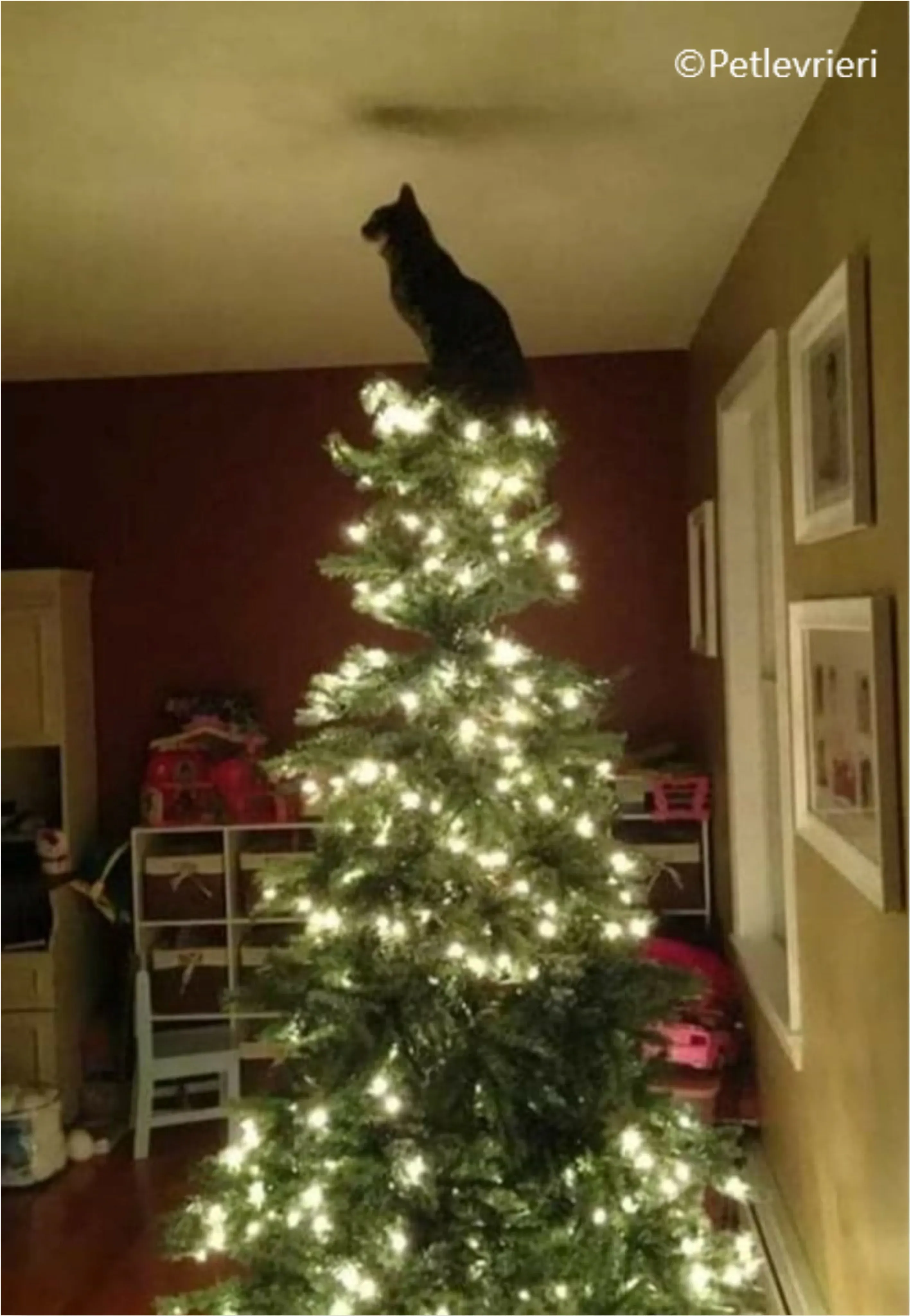 natale 2022 pet levrieri apina