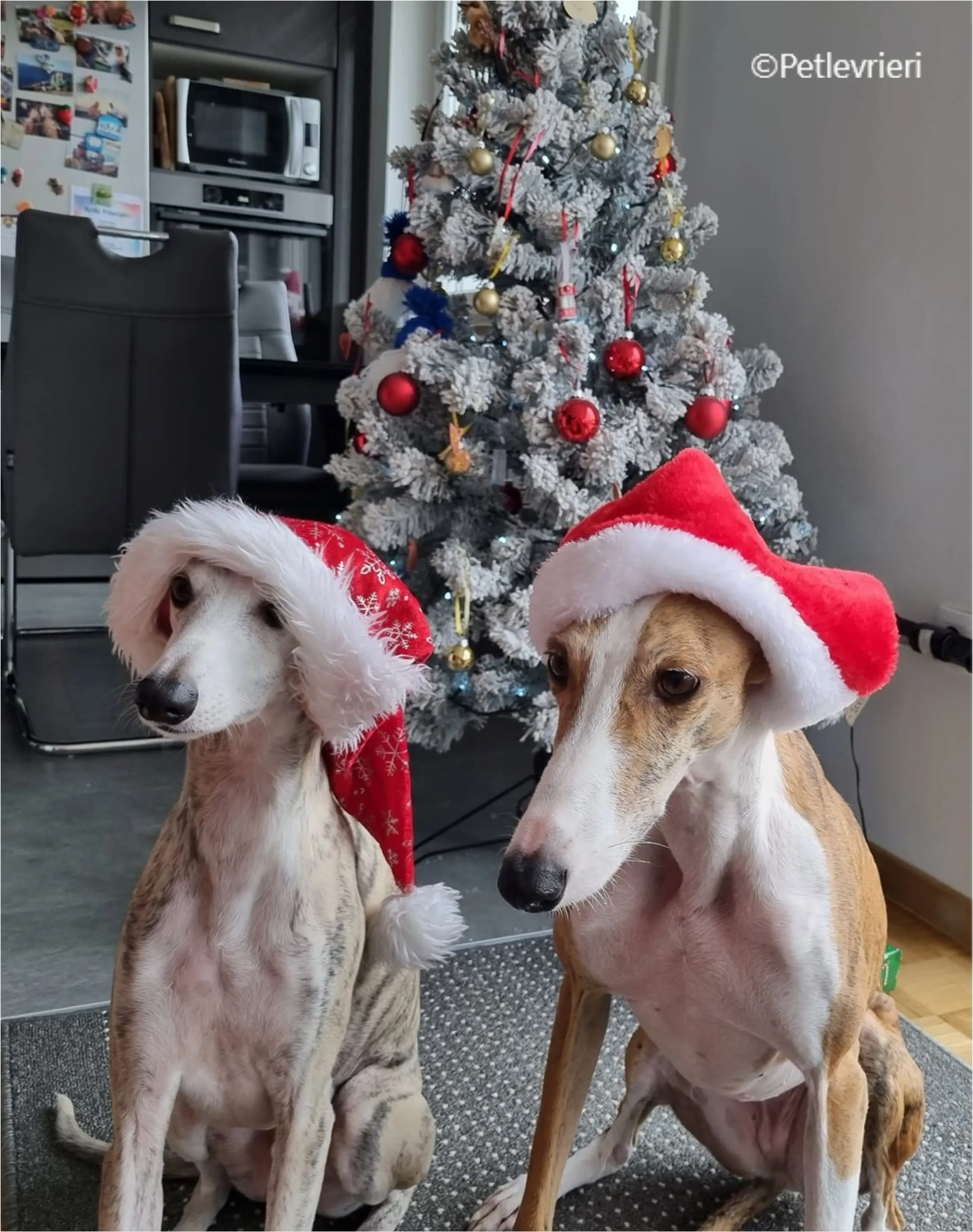 natale 2022 pet levrieri april ace 1