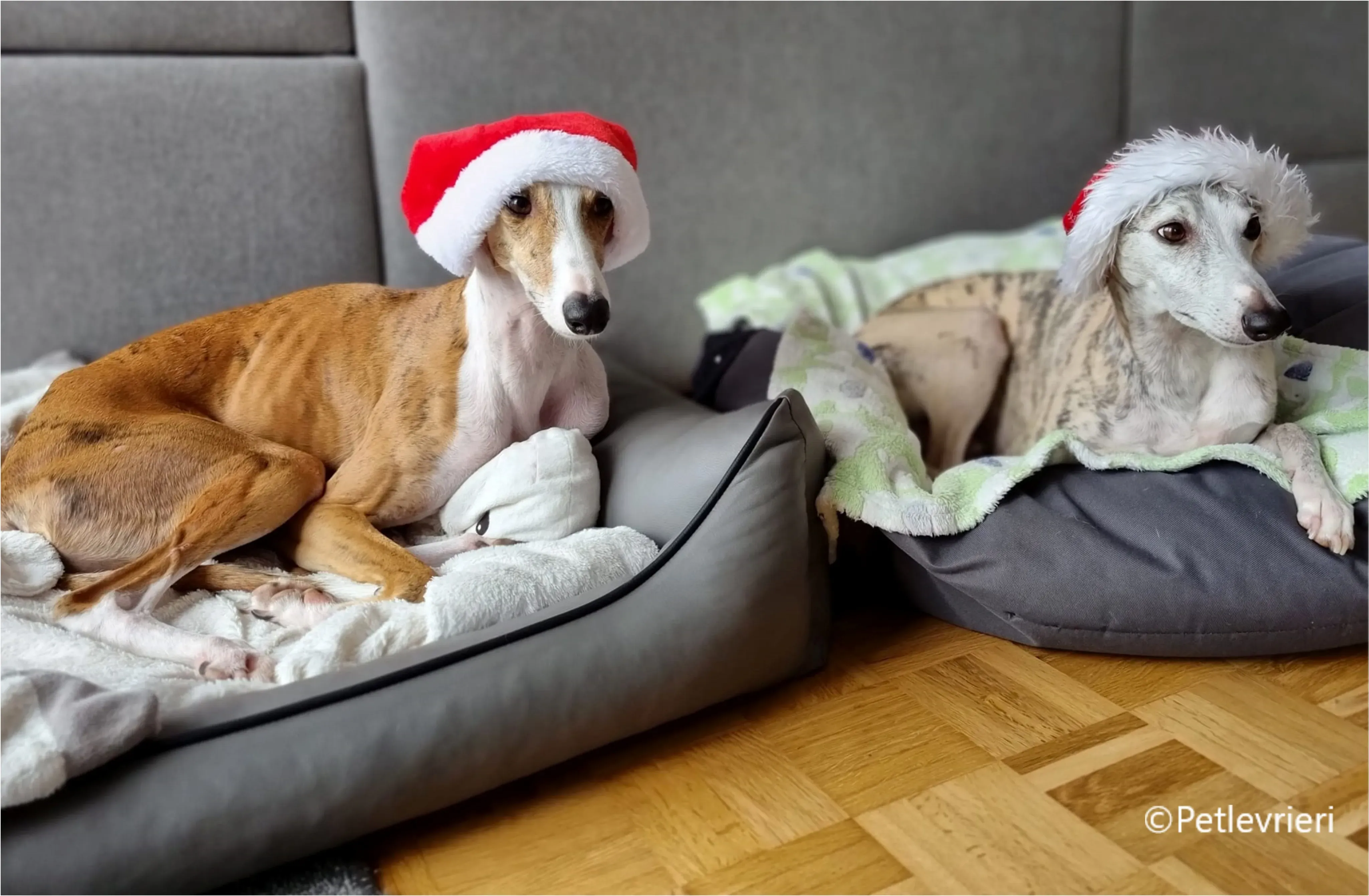 natale 2022 pet levrieri april ace 2