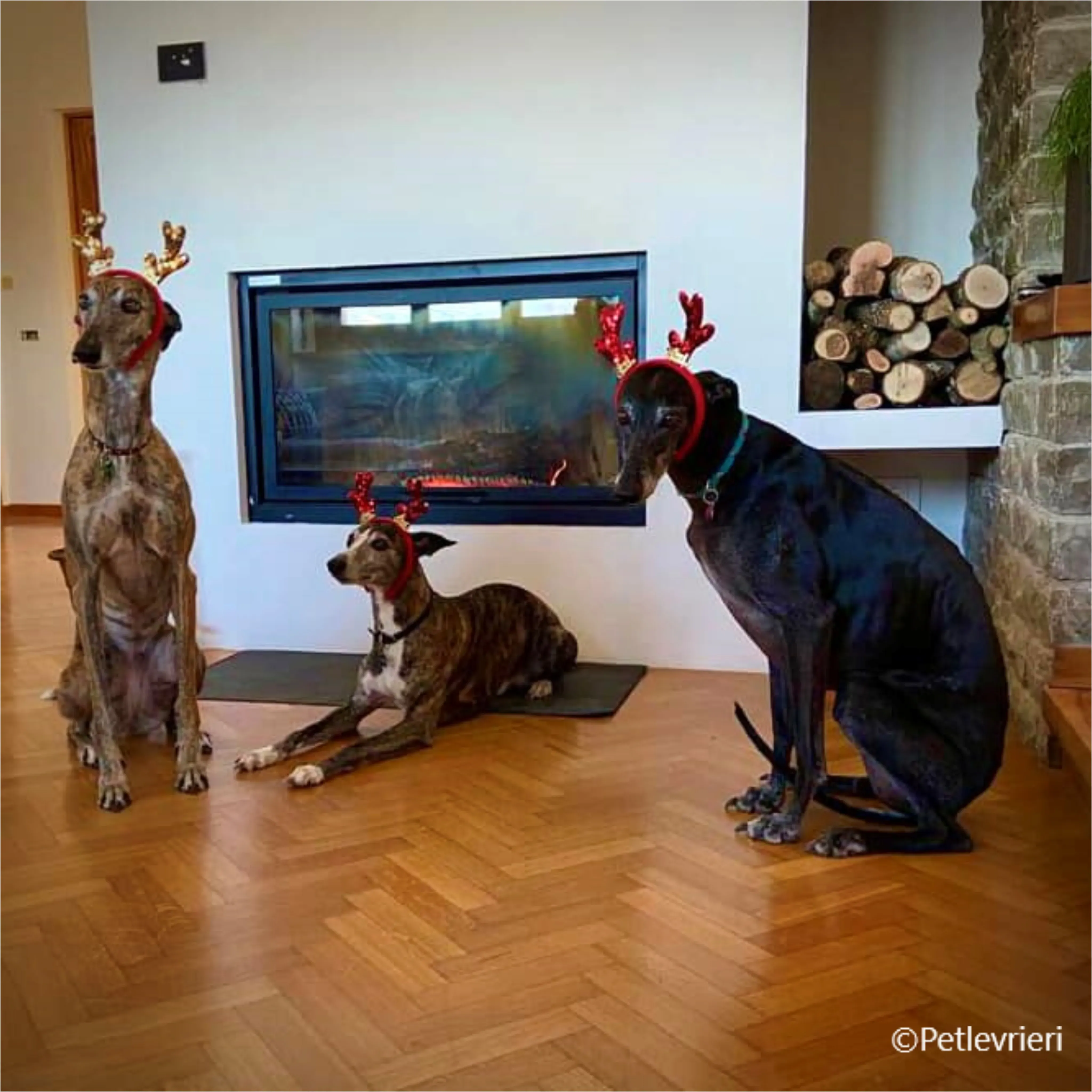 natale 2022 pet levrieri asia neo dolo