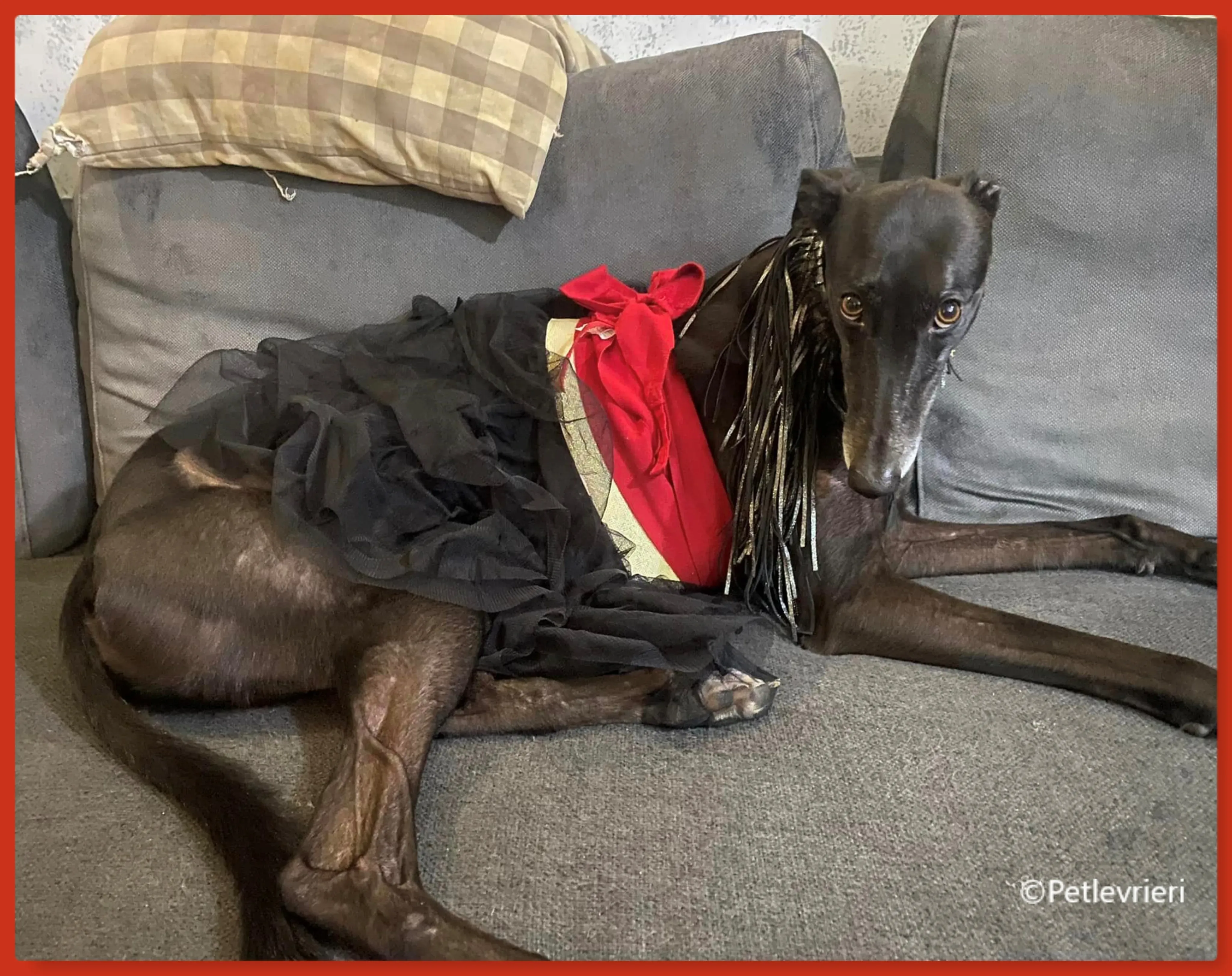 natale 2022 pet levrieri atena 2