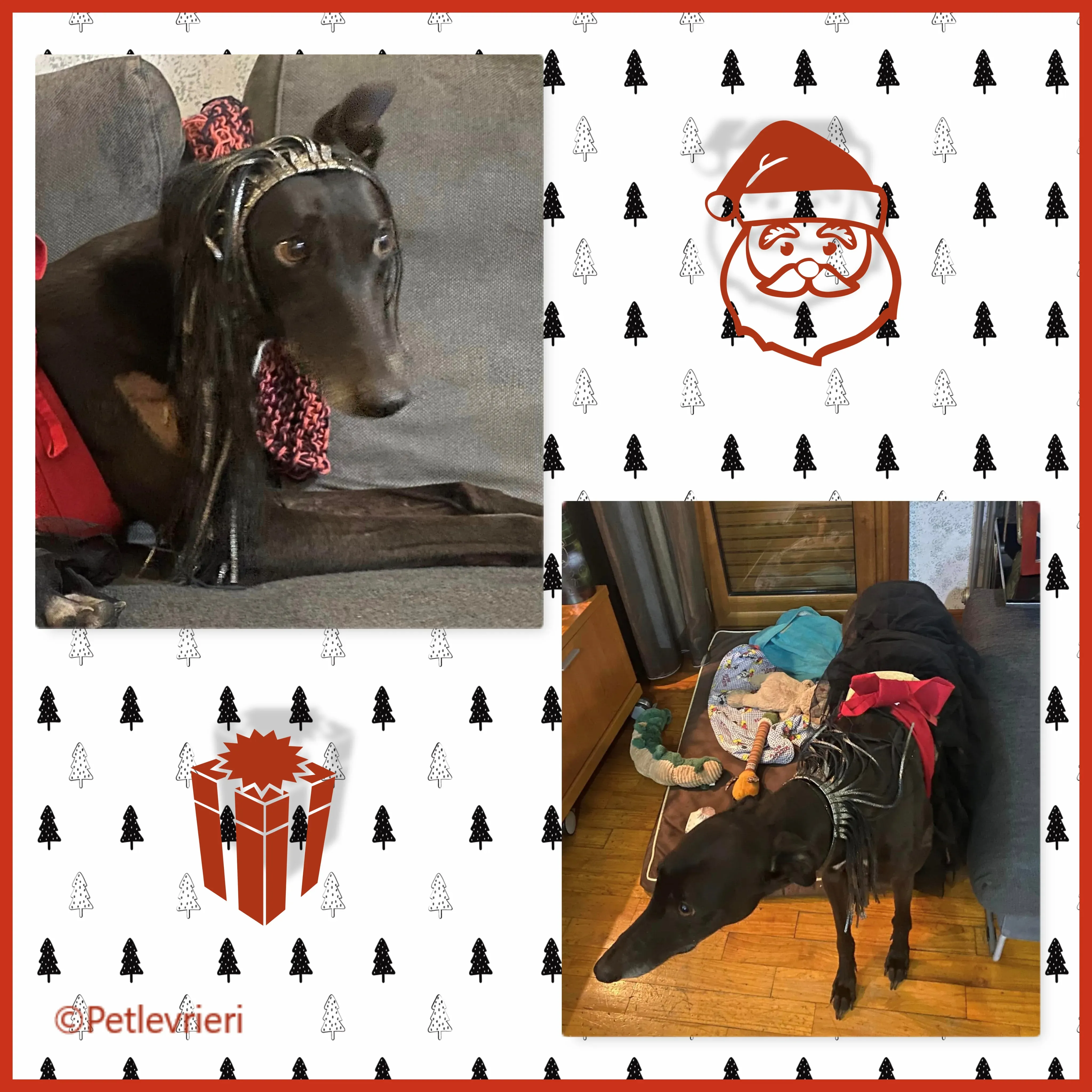 natale 2022 pet levrieri atena 3