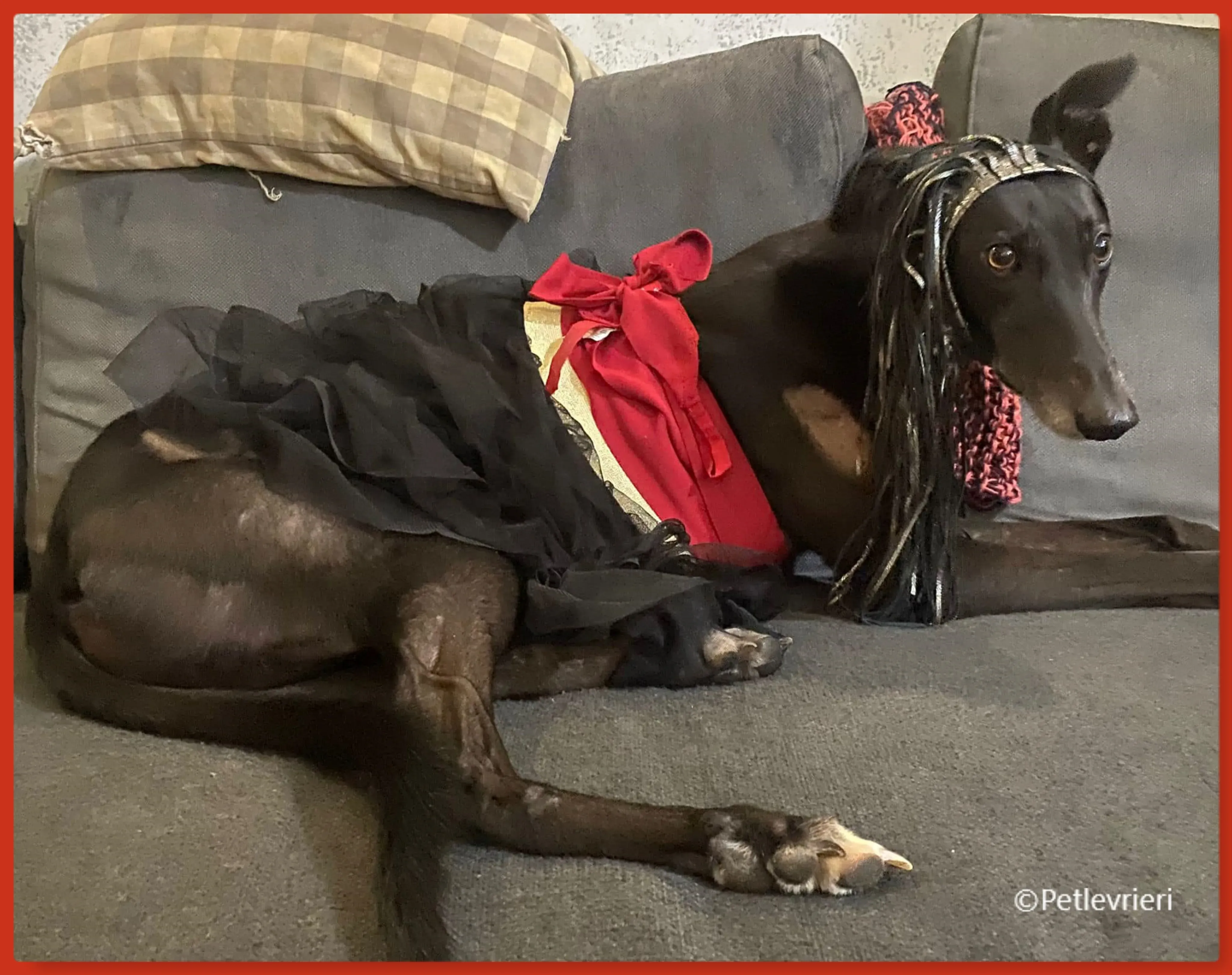 natale 2022 pet levrieri atena1