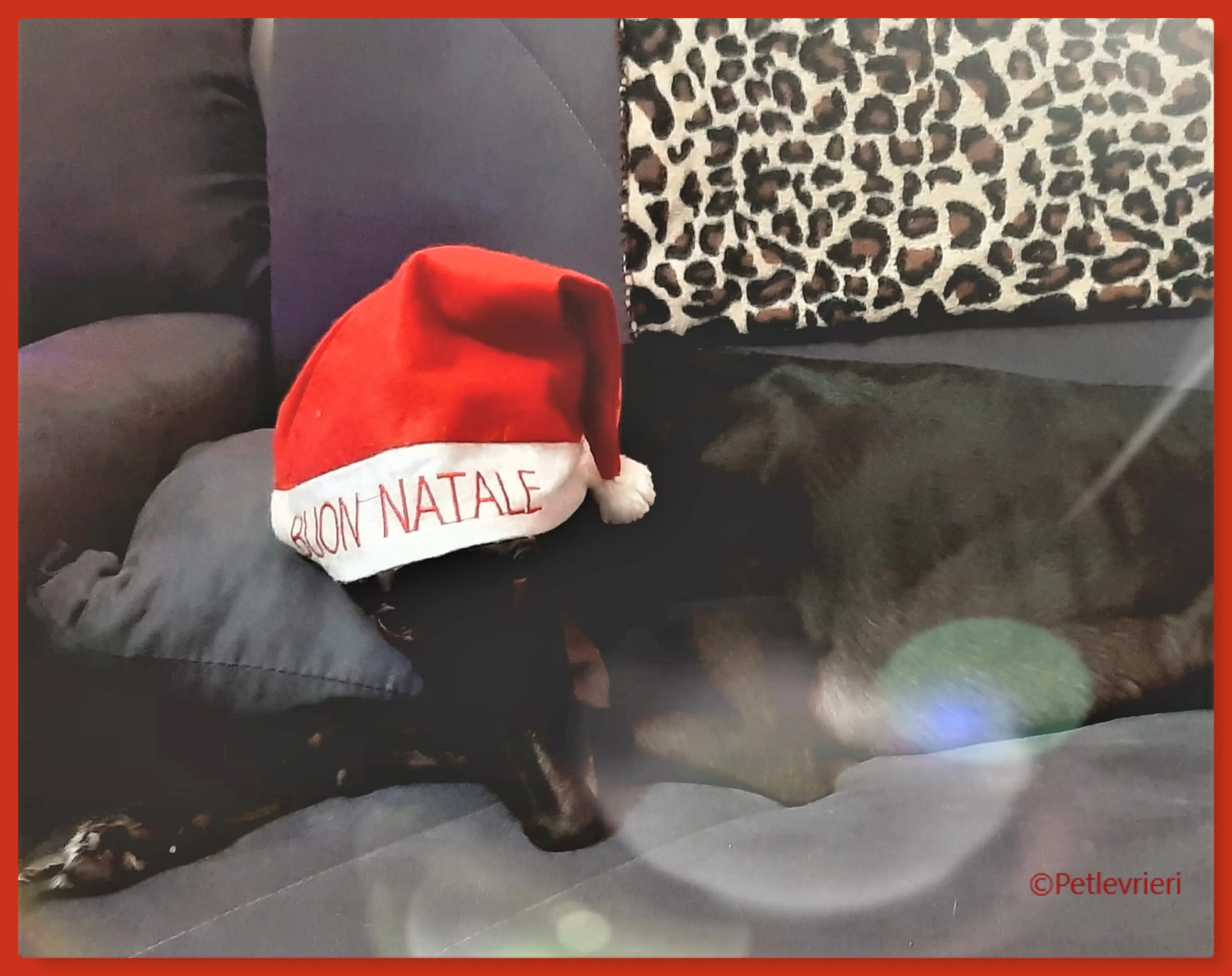 natale 2022 pet levrieri aussie