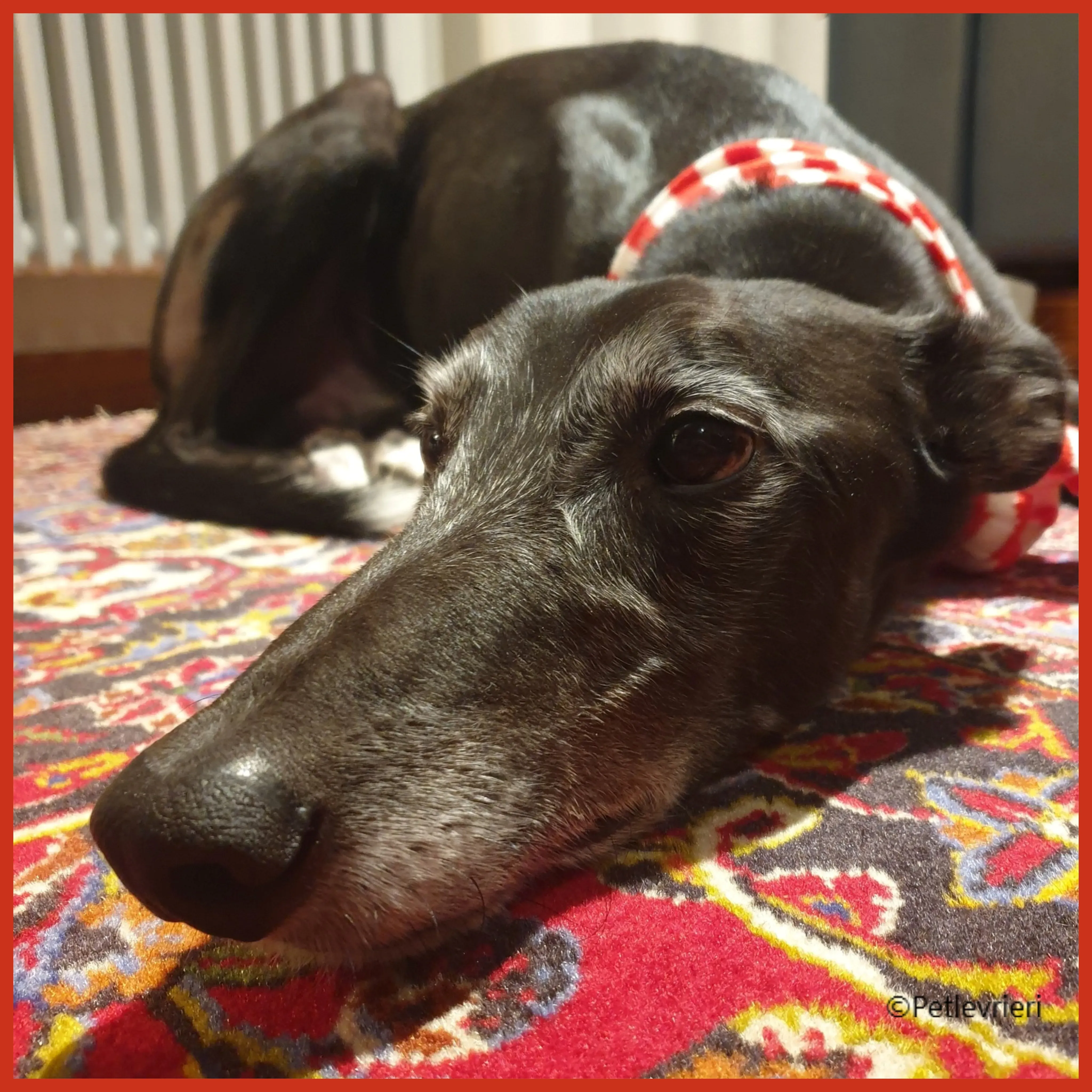 natale 2022 pet levrieri bianca 1