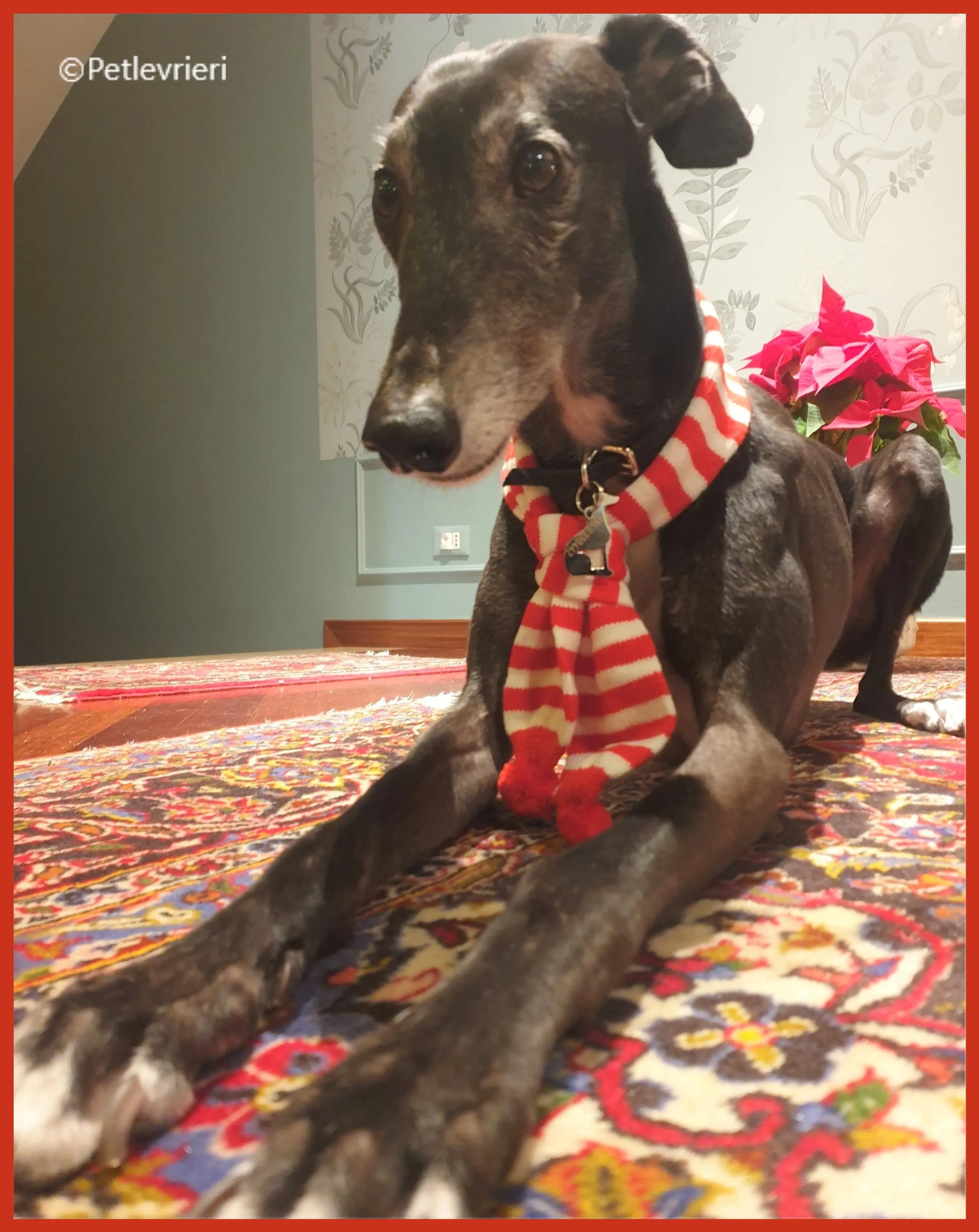 natale 2022 pet levrieri bianca 2