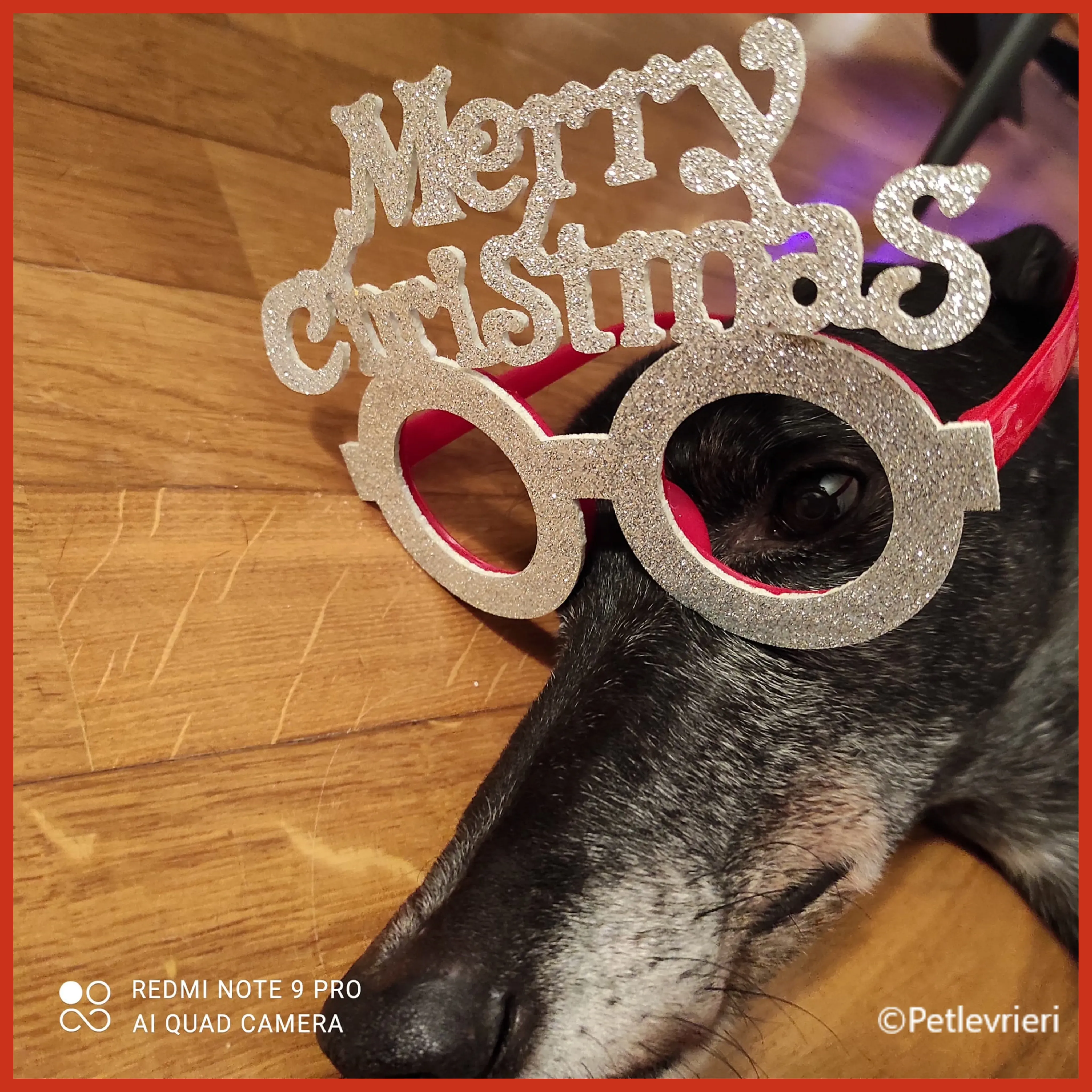 natale 2022 pet levrieri bob