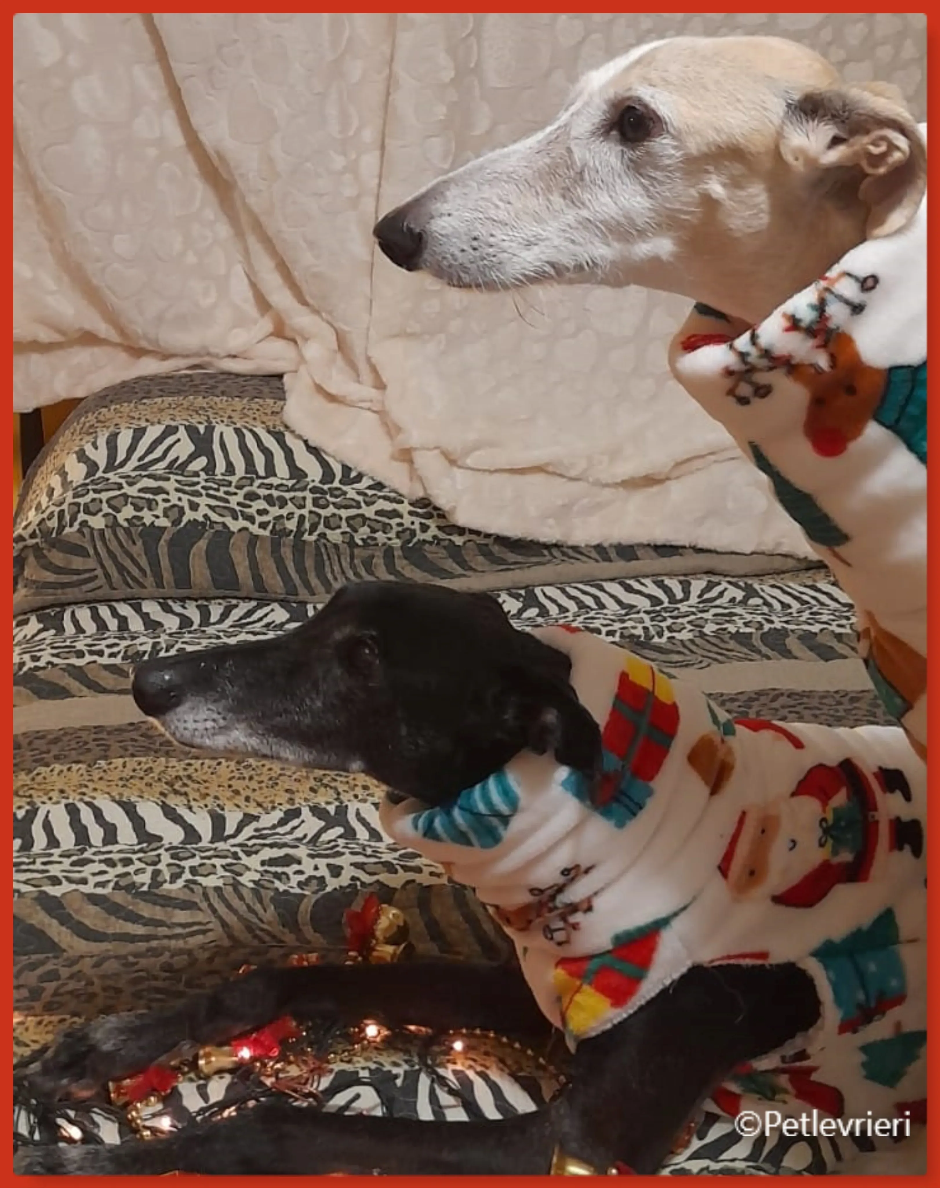 natale 2022 pet levrieri byron soledad