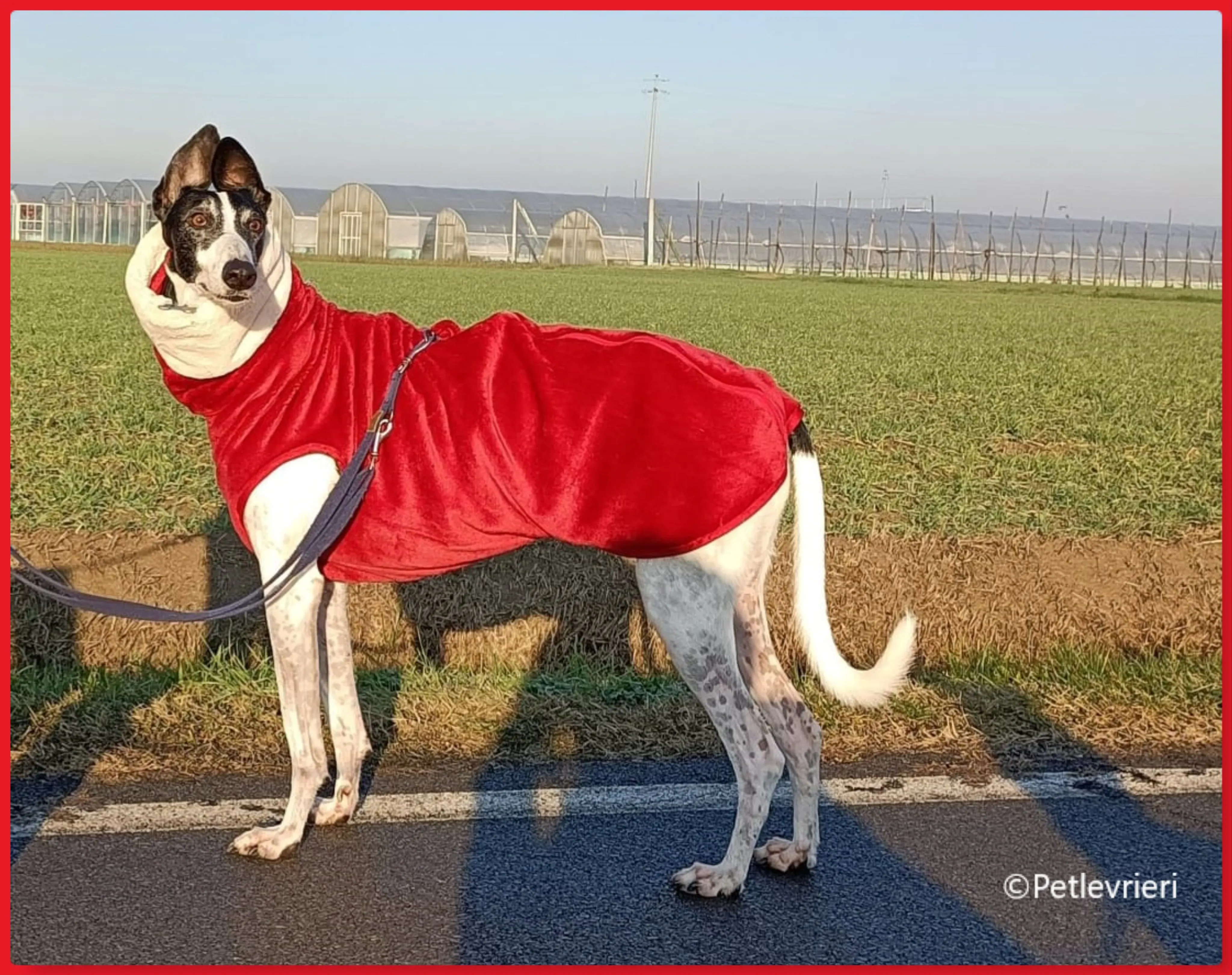 natale 2022 pet levrieri chess