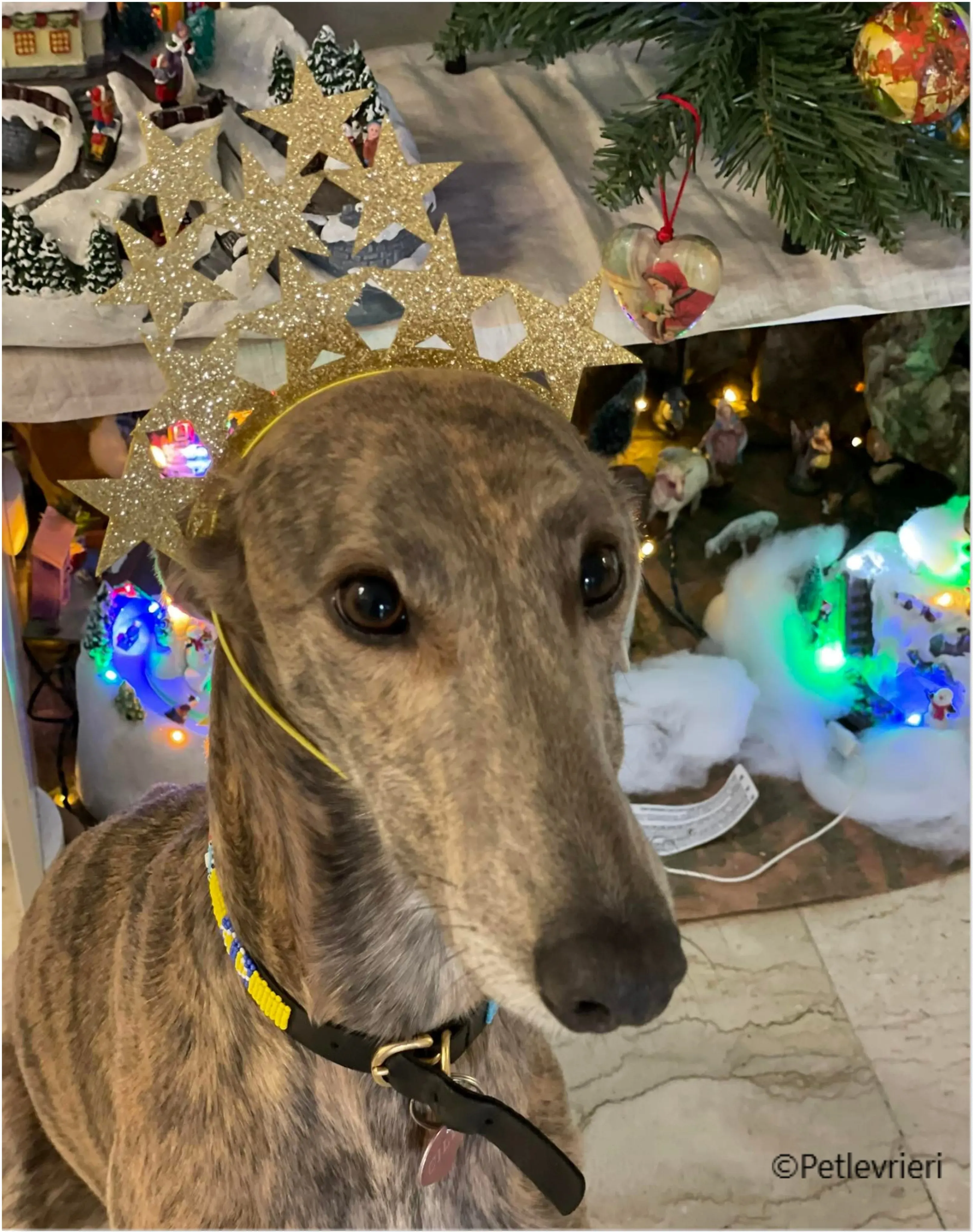 natale 2022 pet levrieri cilla