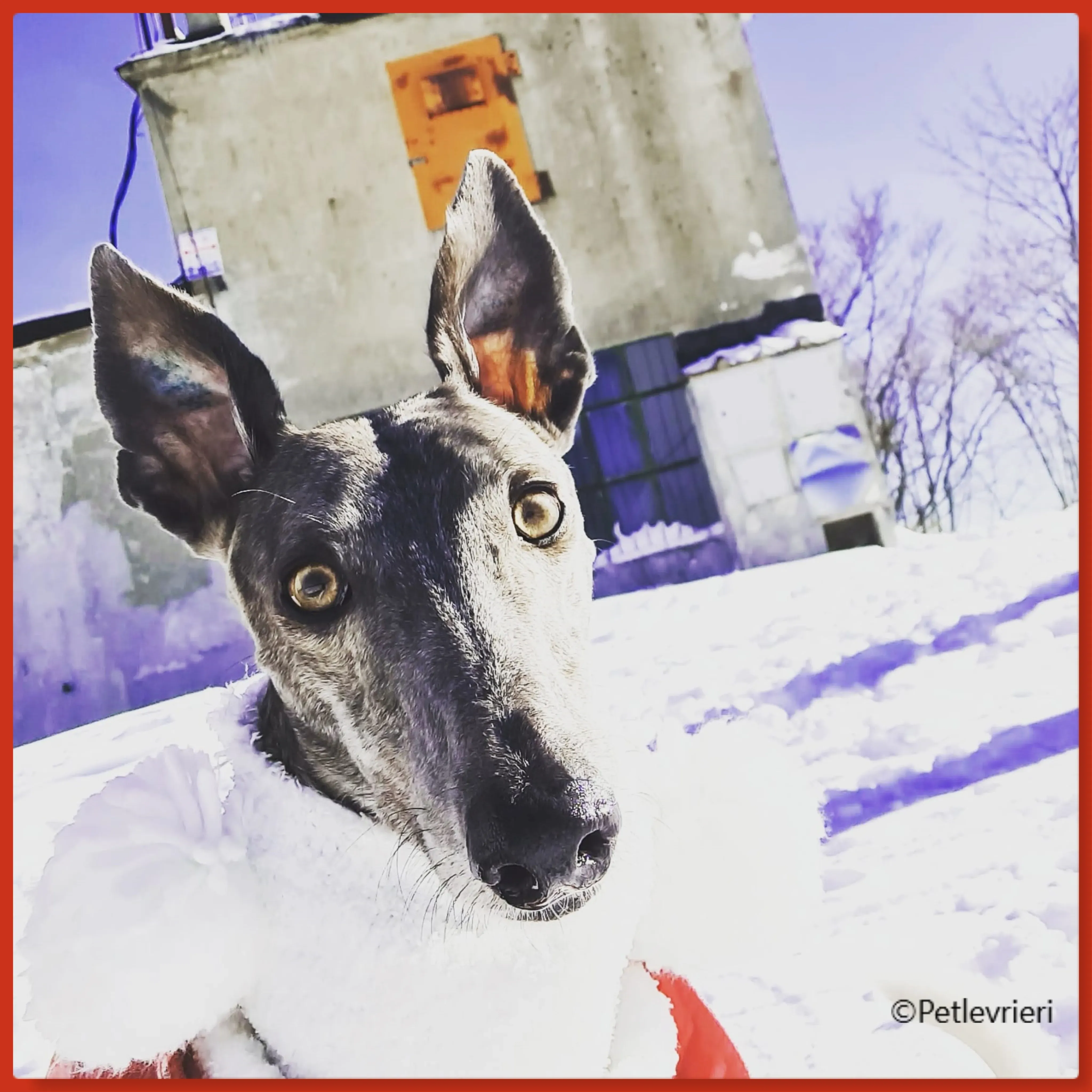 natale 2022 pet levrieri clara