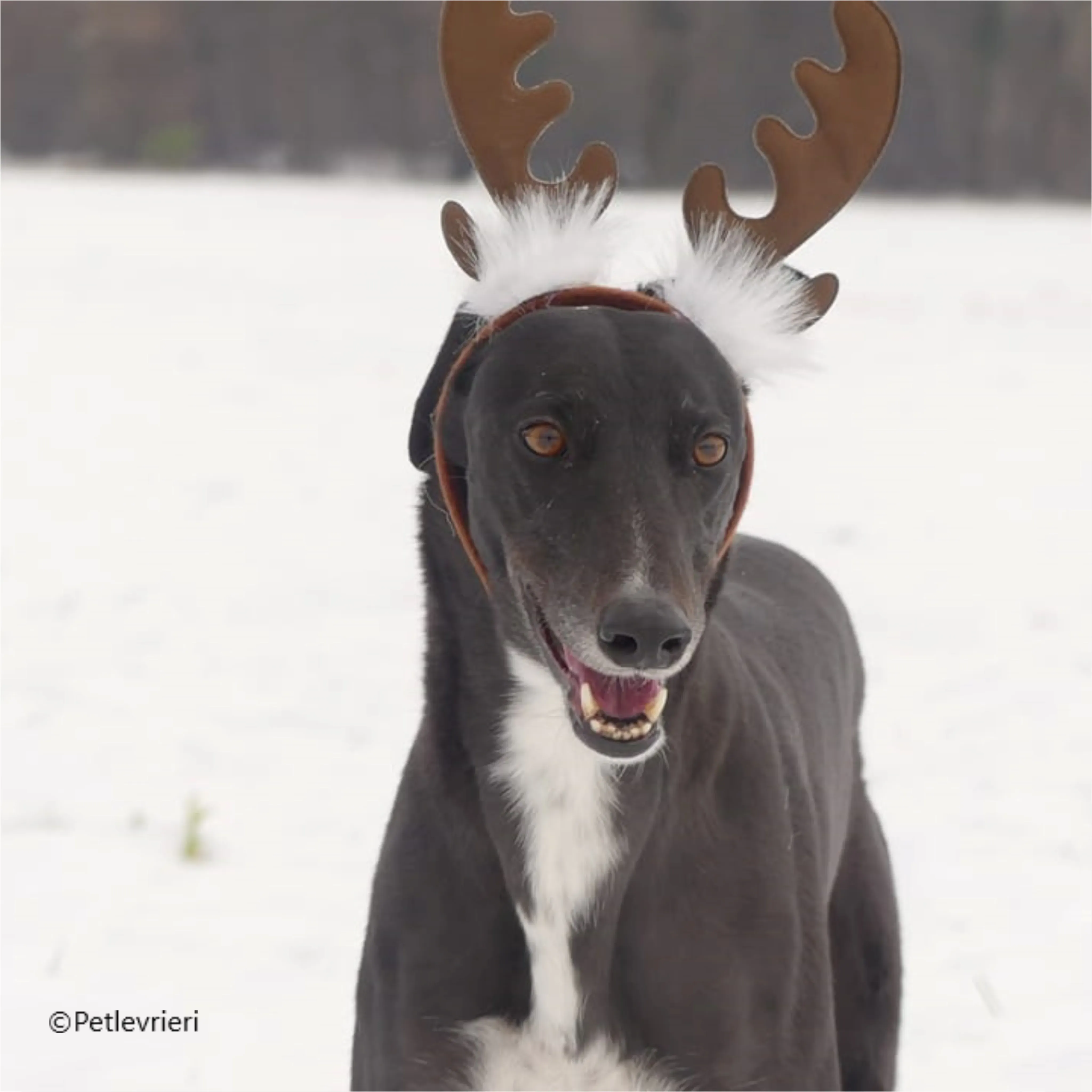 natale 2022 pet levrieri coco