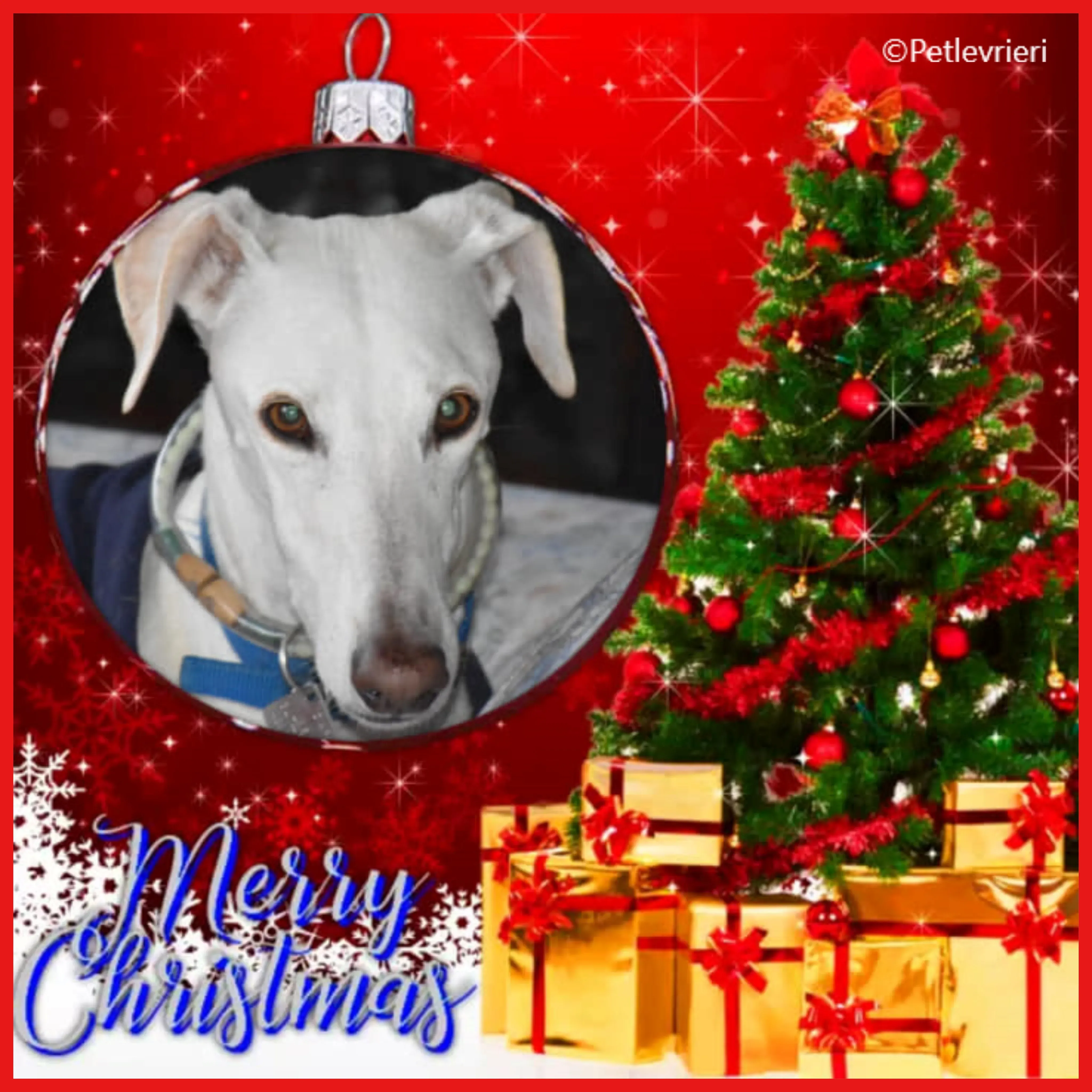 natale 2022 pet levrieri dario