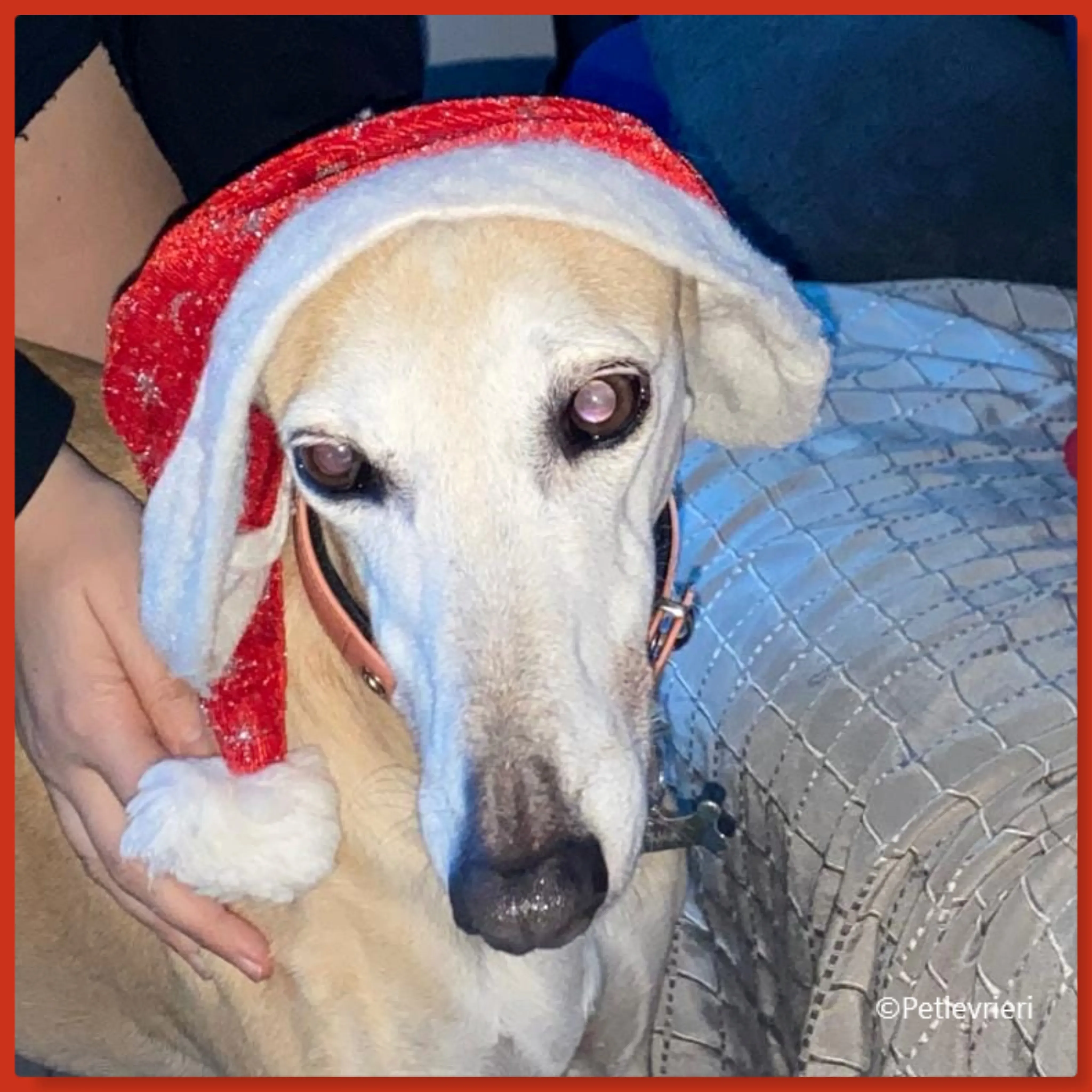 natale 2022 pet levrieri debora