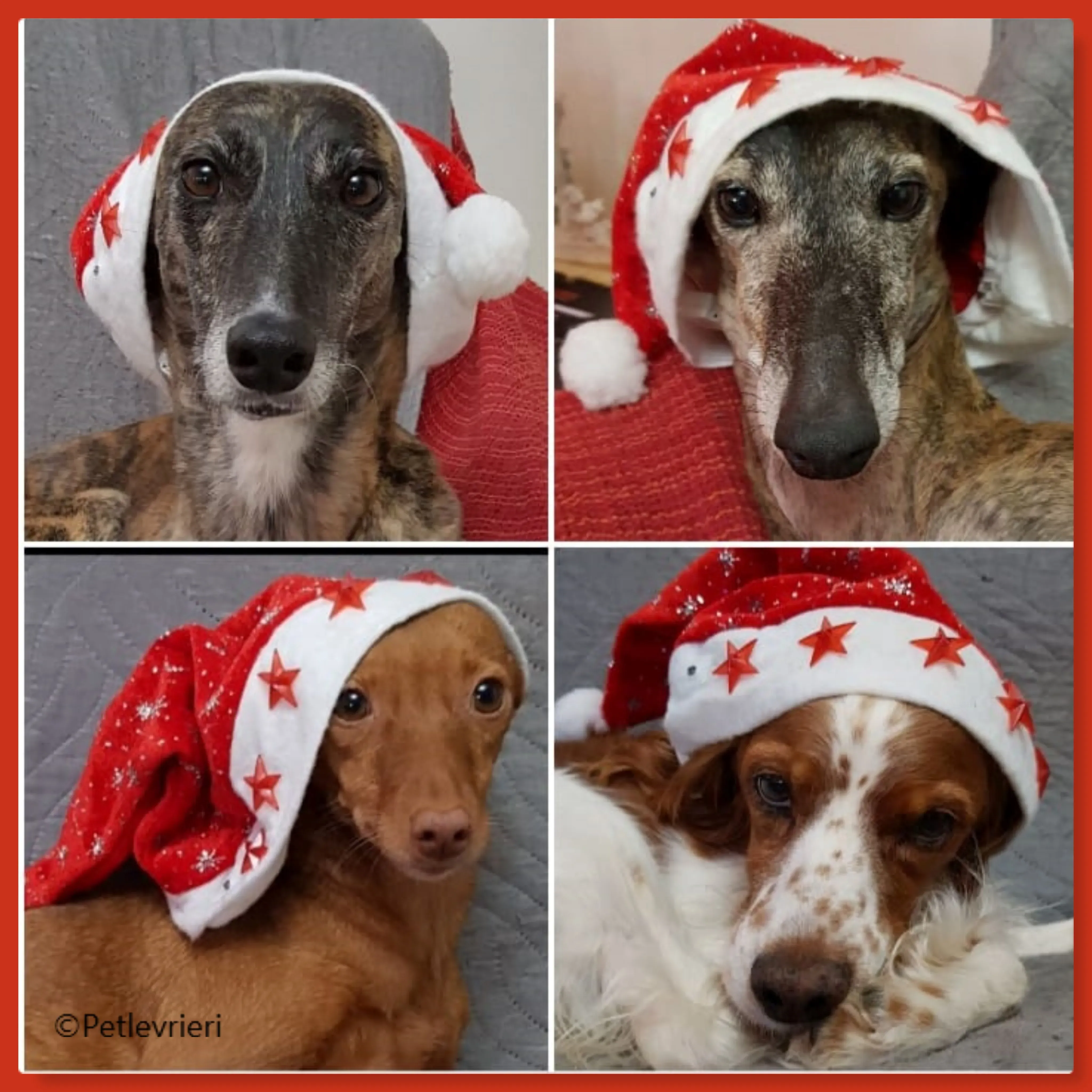 natale 2022 pet levrieri deva chicana smilla ross