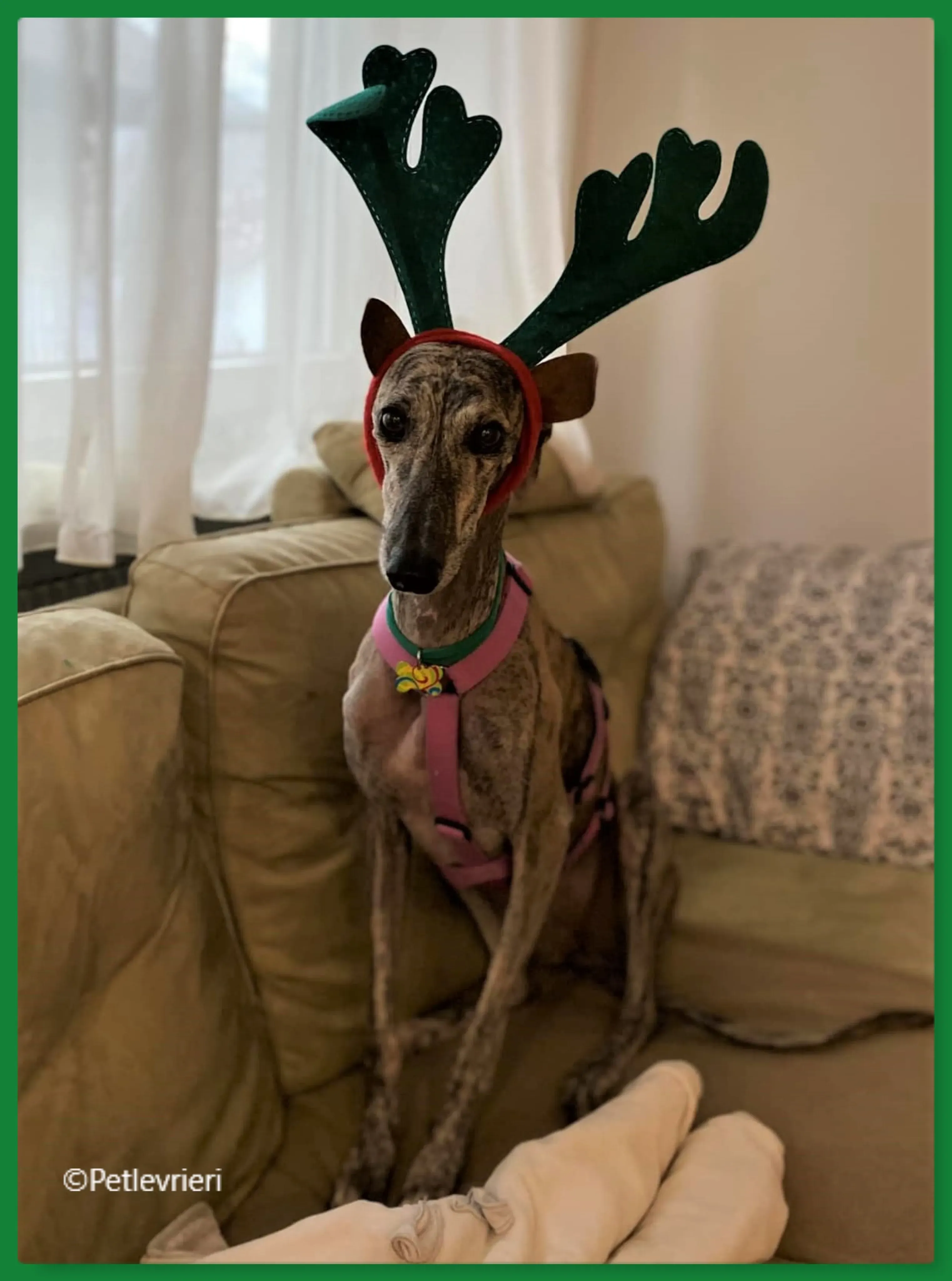 natale 2022 pet levrieri dharmini