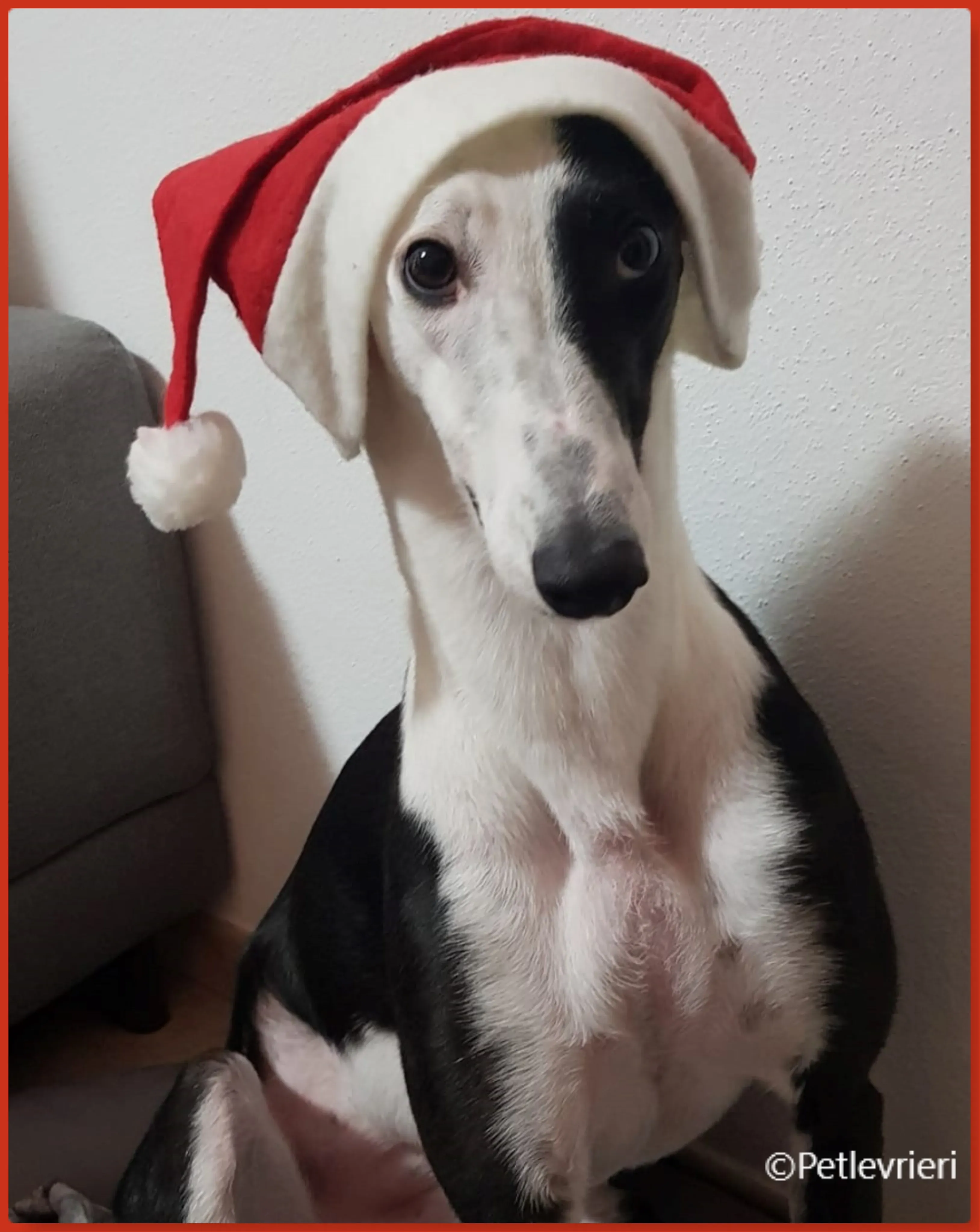 natale 2022 pet levrieri dolly