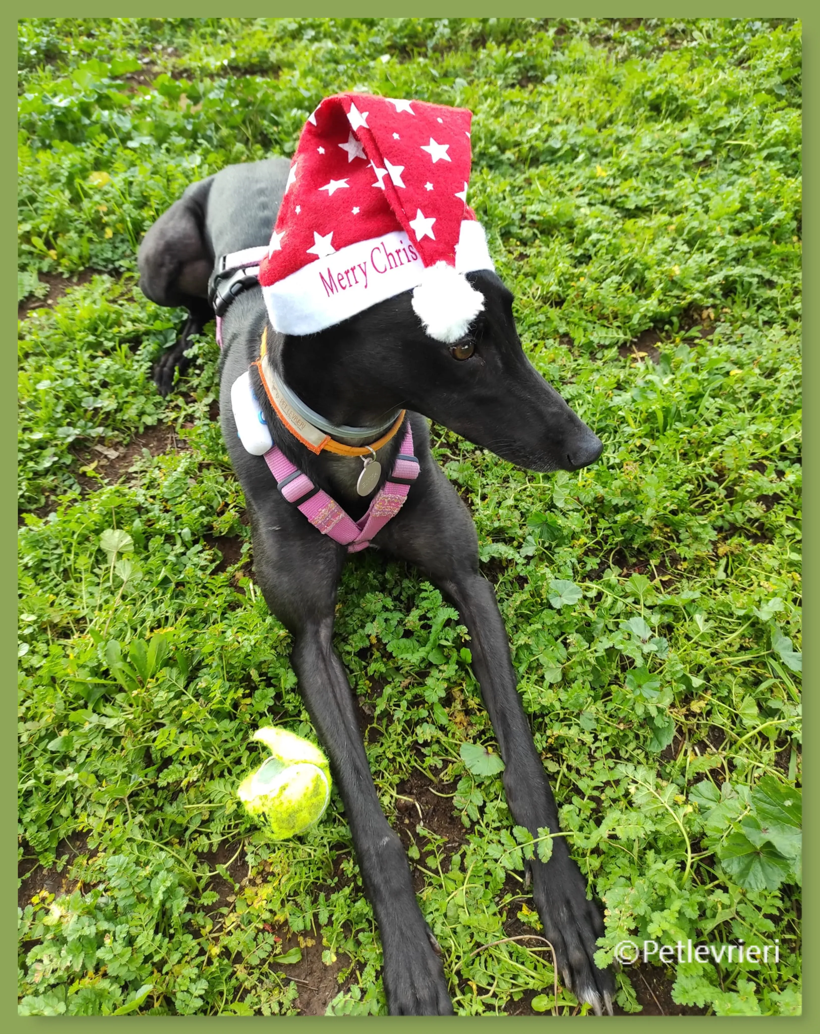 natale 2022 pet levrieri enya