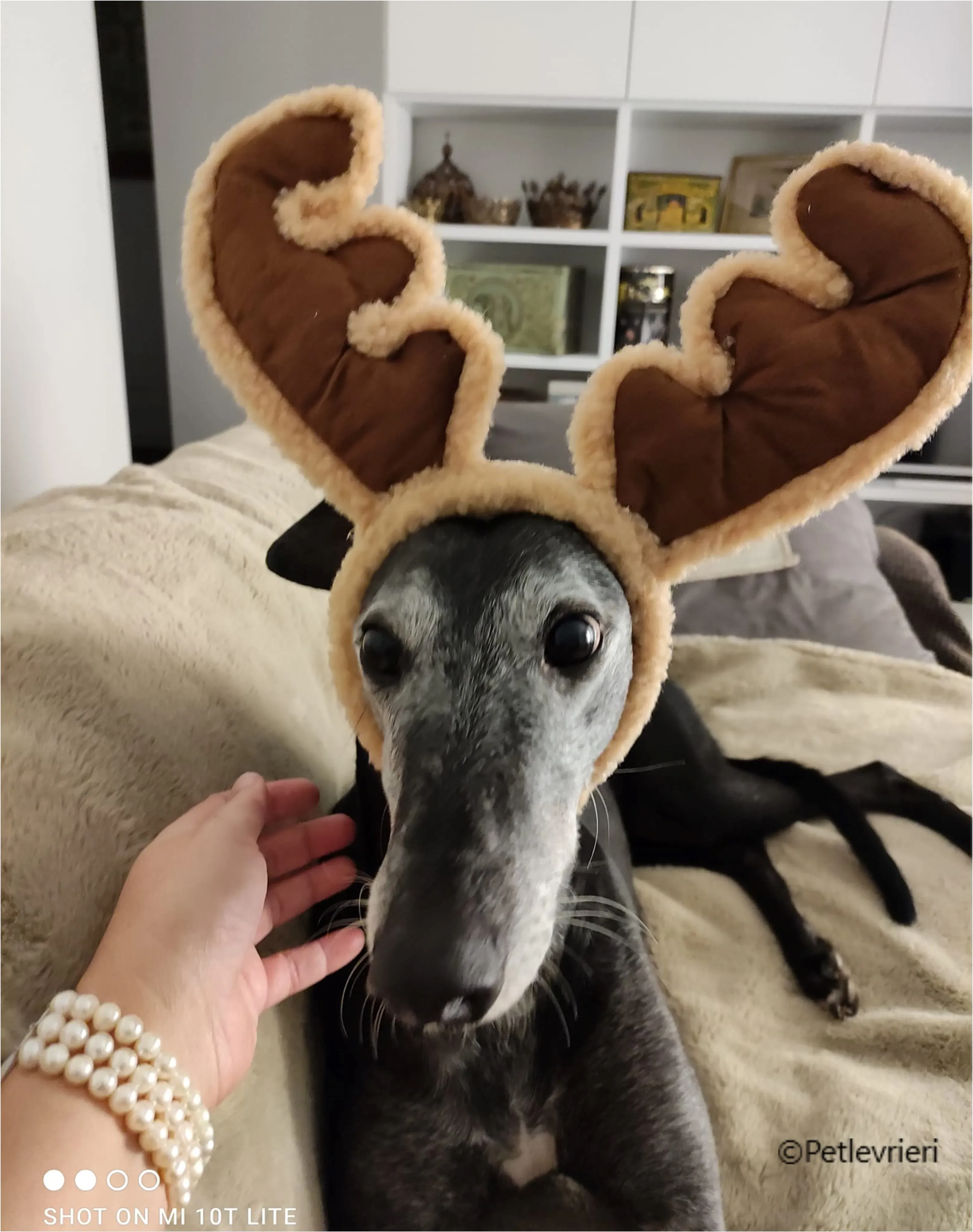 natale 2022 pet levrieri ethel