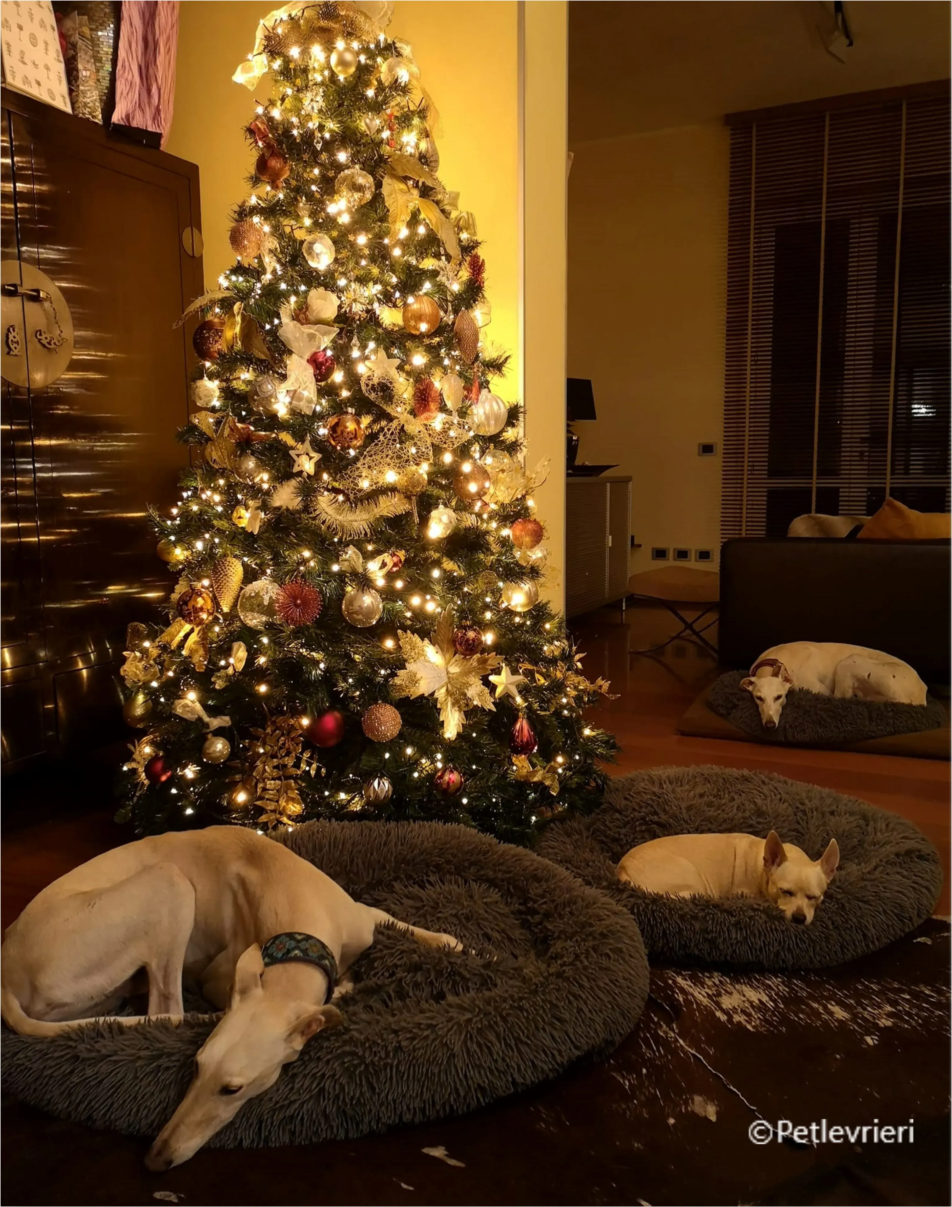 natale 2022 pet levrieri eto snowy asia