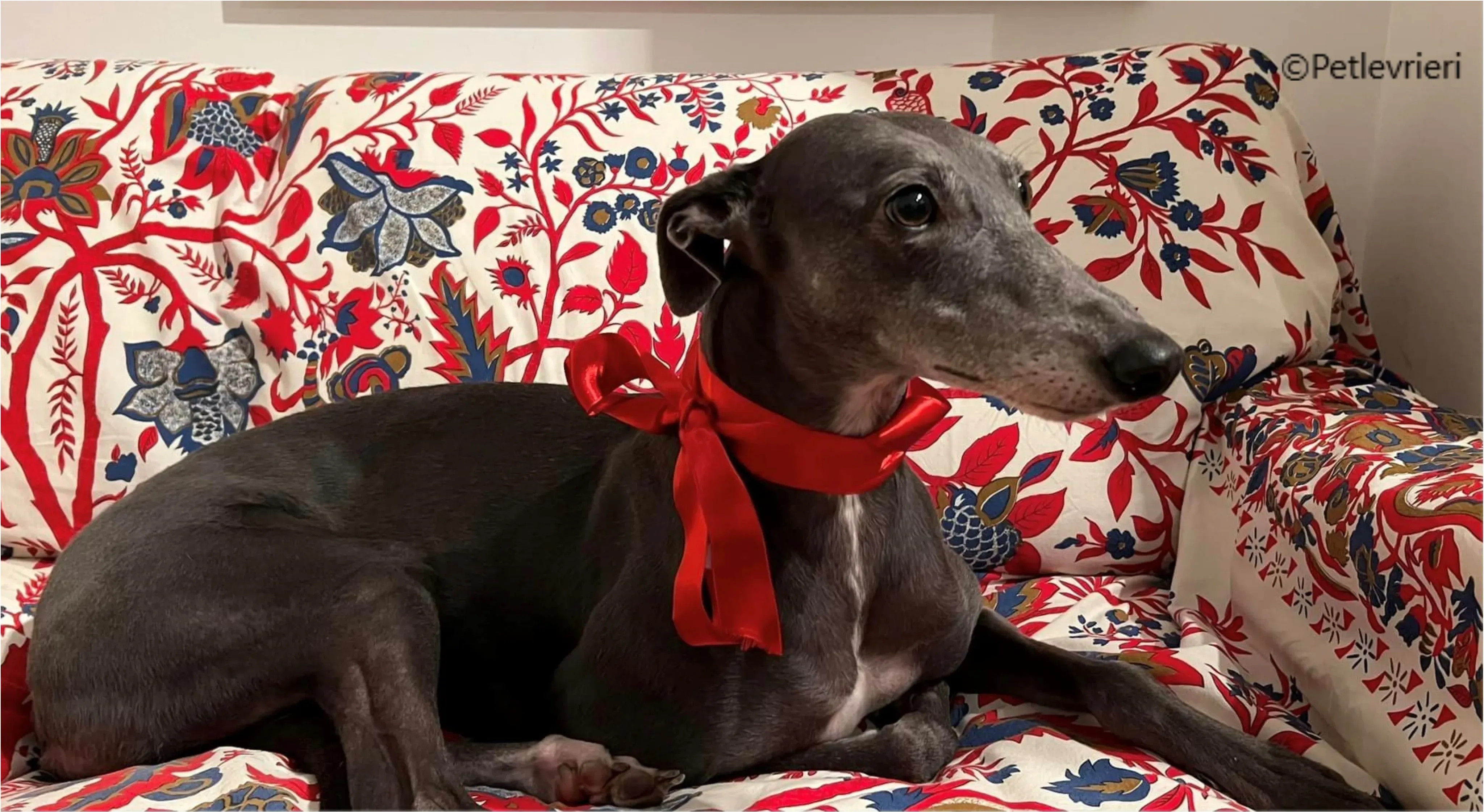 natale 2022 pet levrieri eveline 1