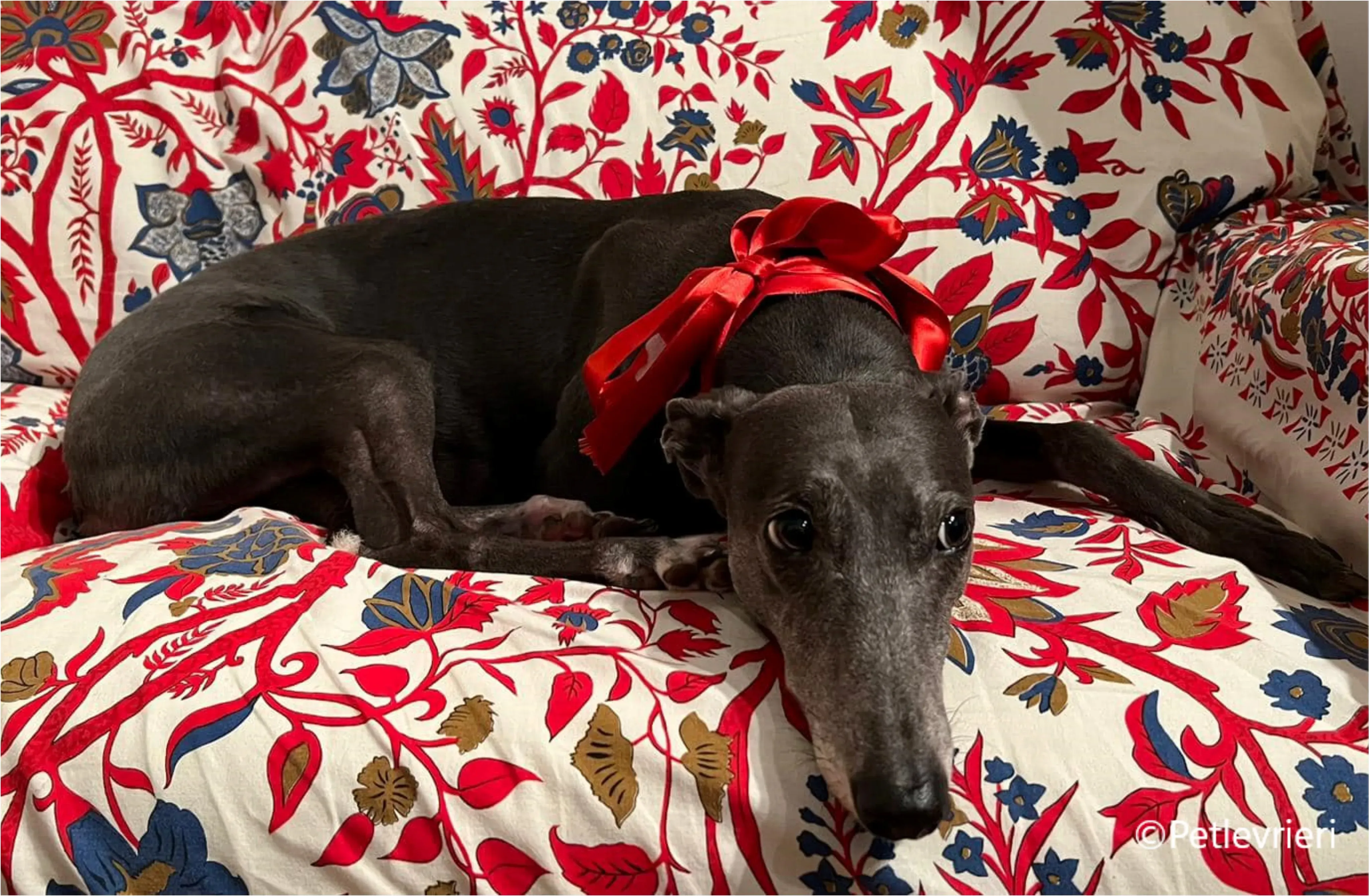 natale 2022 pet levrieri eveline 2