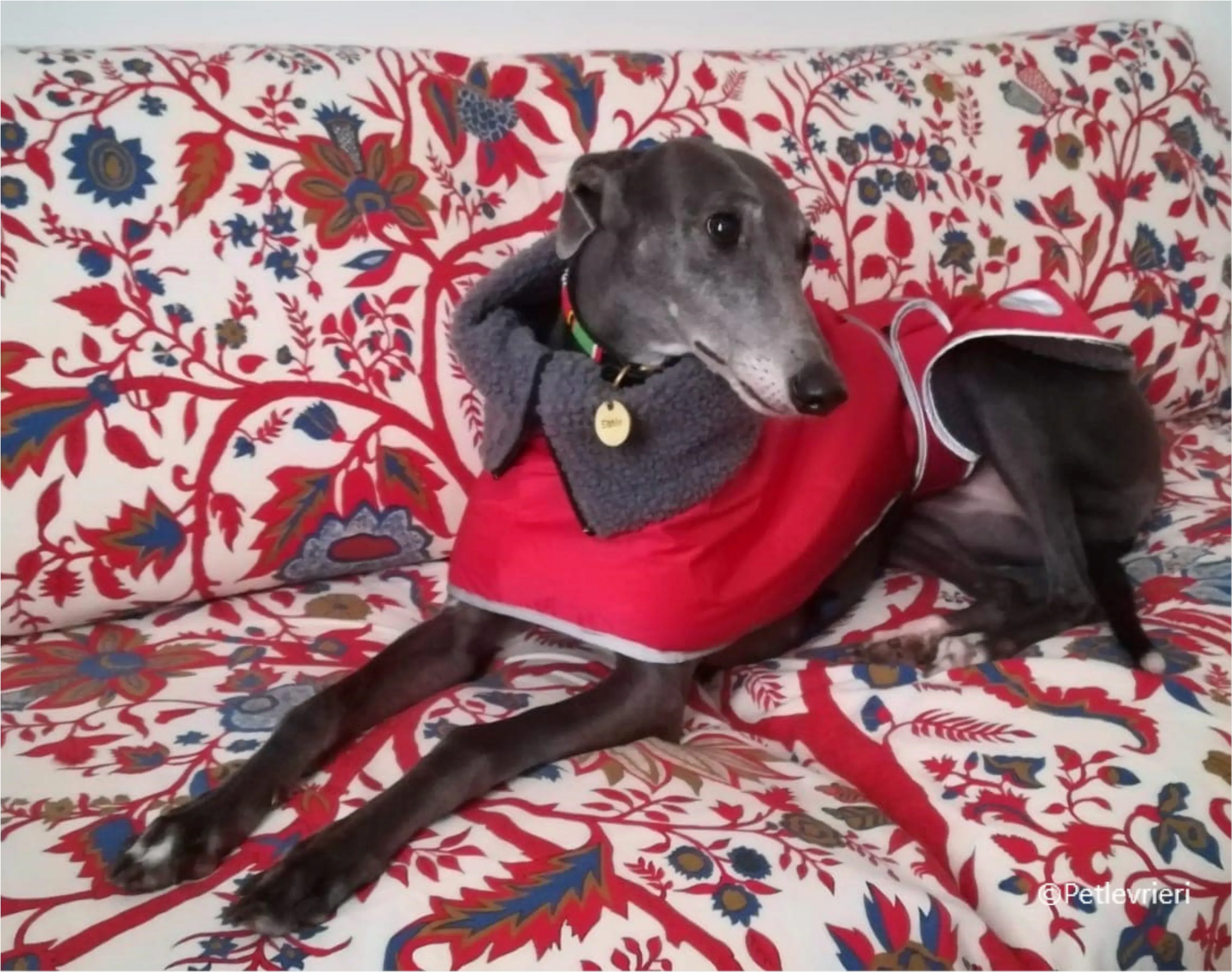 natale 2022 pet levrieri eveline 3