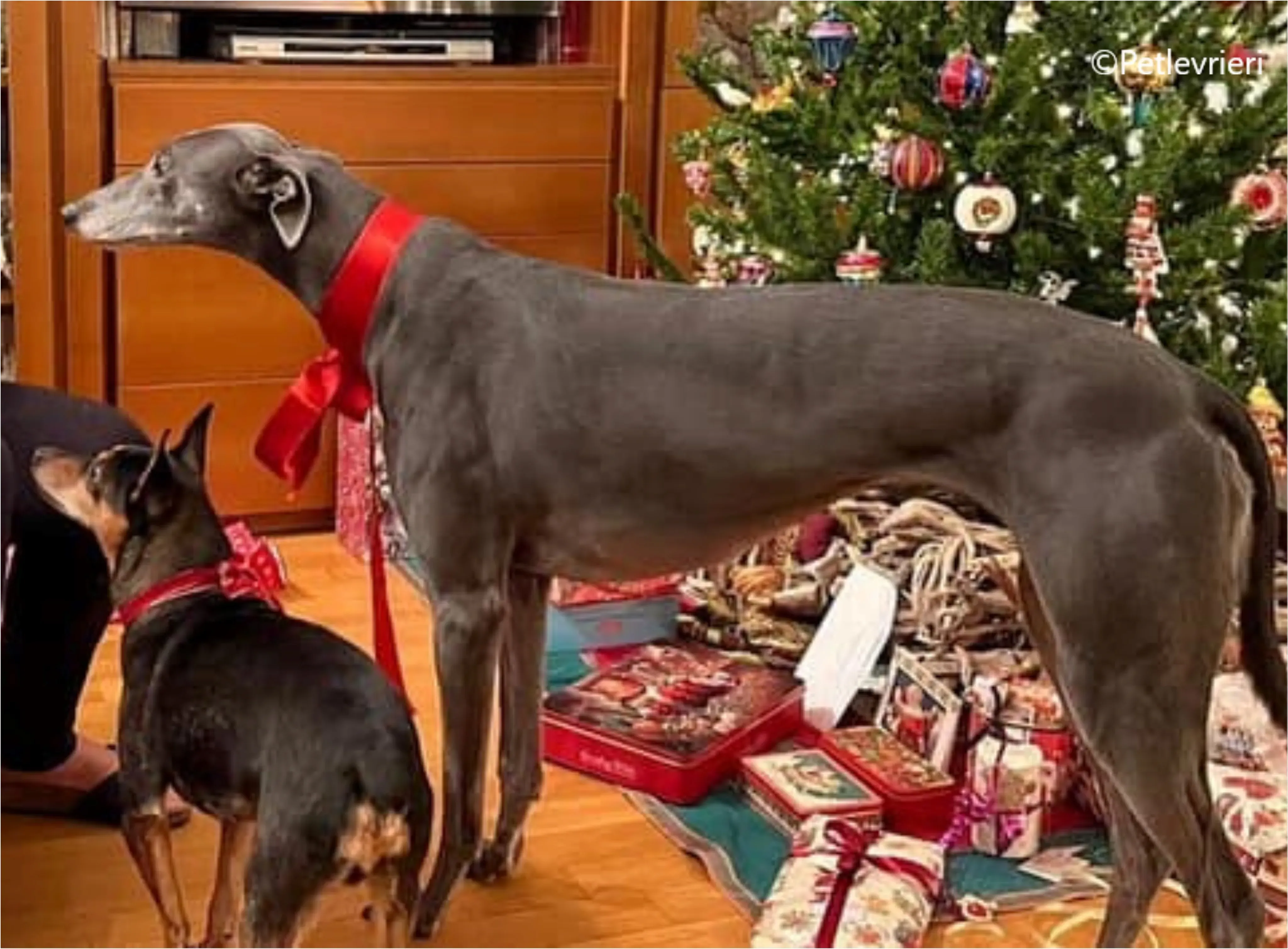 natale 2022 pet levrieri eveline billy